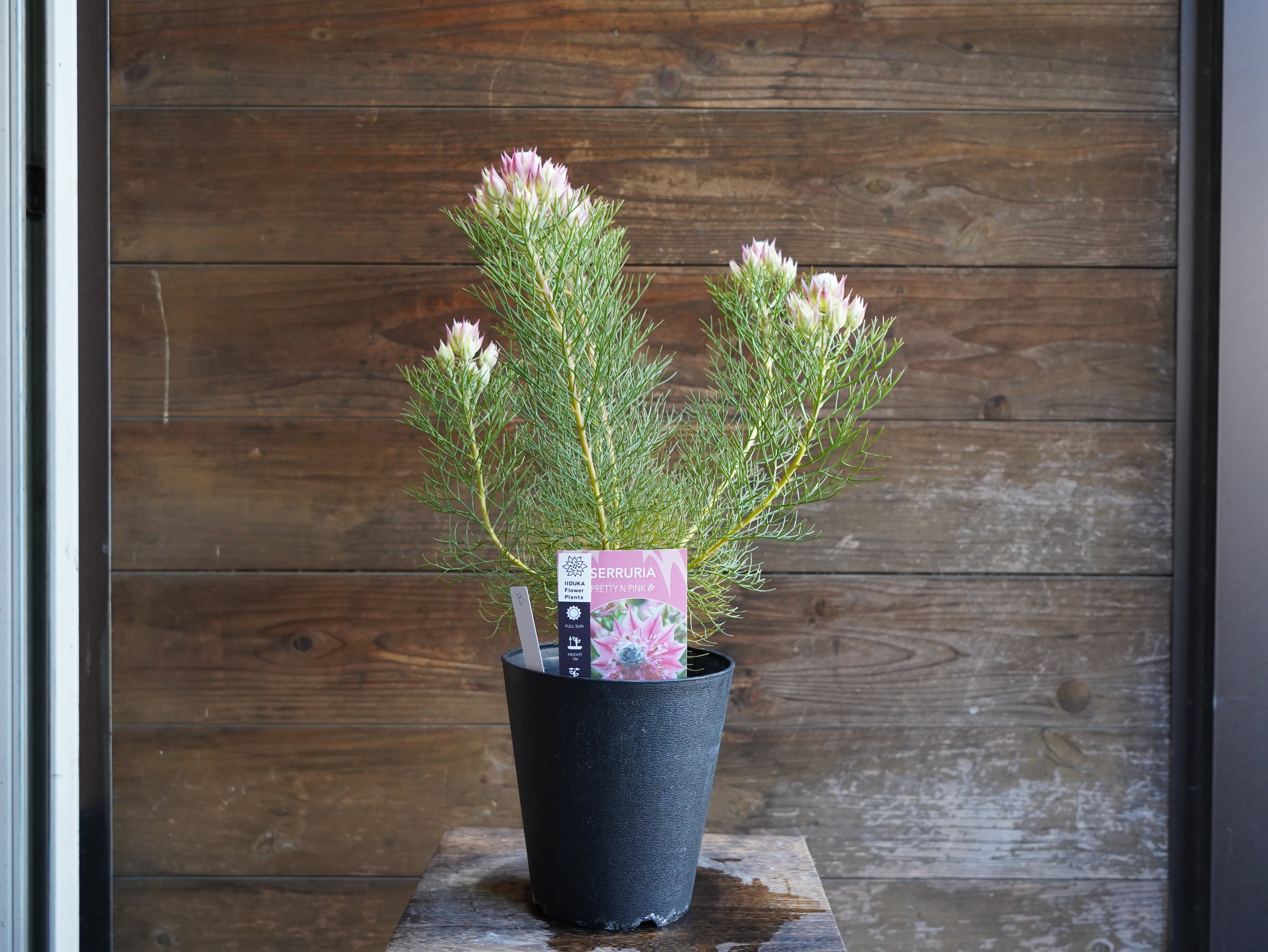 【現物】セルリア　”プリティピンク”　B