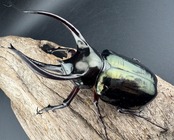 【WD】《アトラスオオカブト原名亜種 パロロ パル産 87mm ペア》
