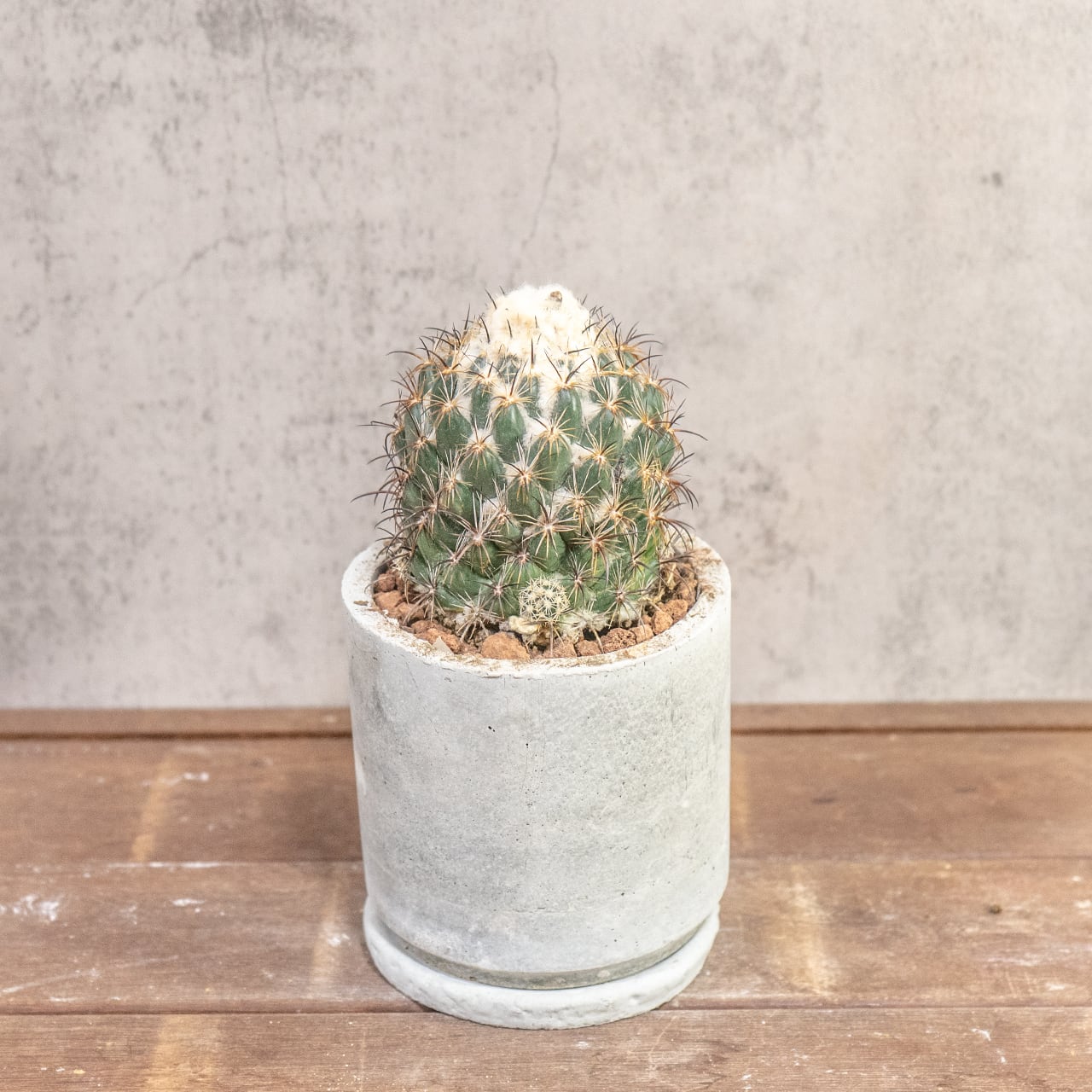サボテン コリファンタ 金環蝕 荒々しい刺と頂部の綿毛が魅力 一株ごとの厳選仕入れ 手づくりモルタル鉢 観葉植物｜虫発生抑制（全国一律送料850円）
