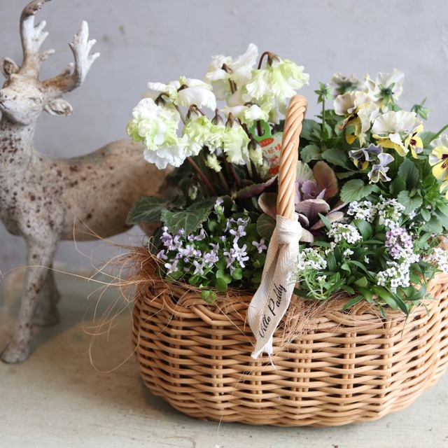 冬から春に楽しむ寄せ植え　シクラメン森の妖精とNorthIslandビオラのシックカラーのハボタンのバスケットの寄せ植え　お正月にオススメ　届いてすぐ玄関に飾れる 　プレゼントにもオススメ　