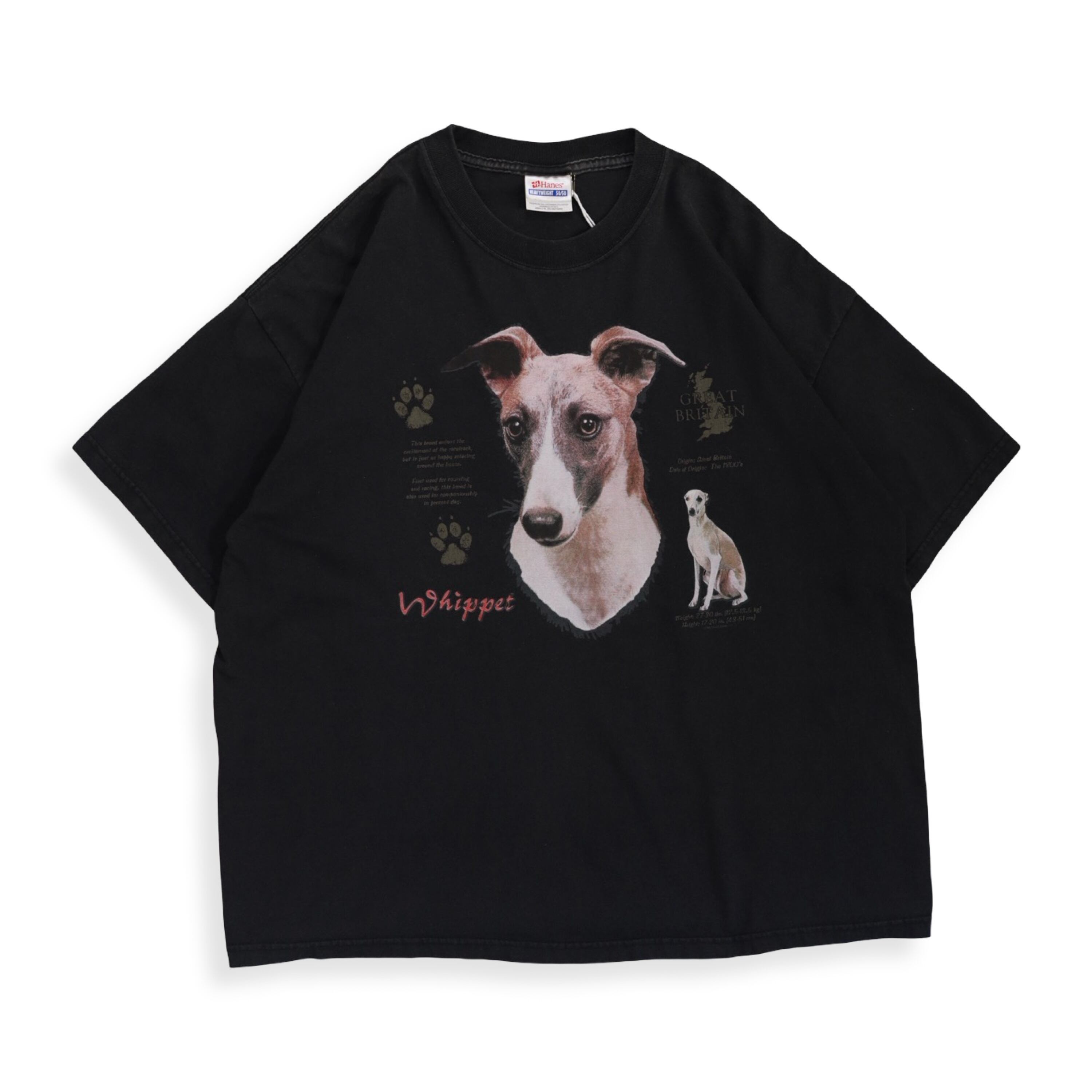 Whippet