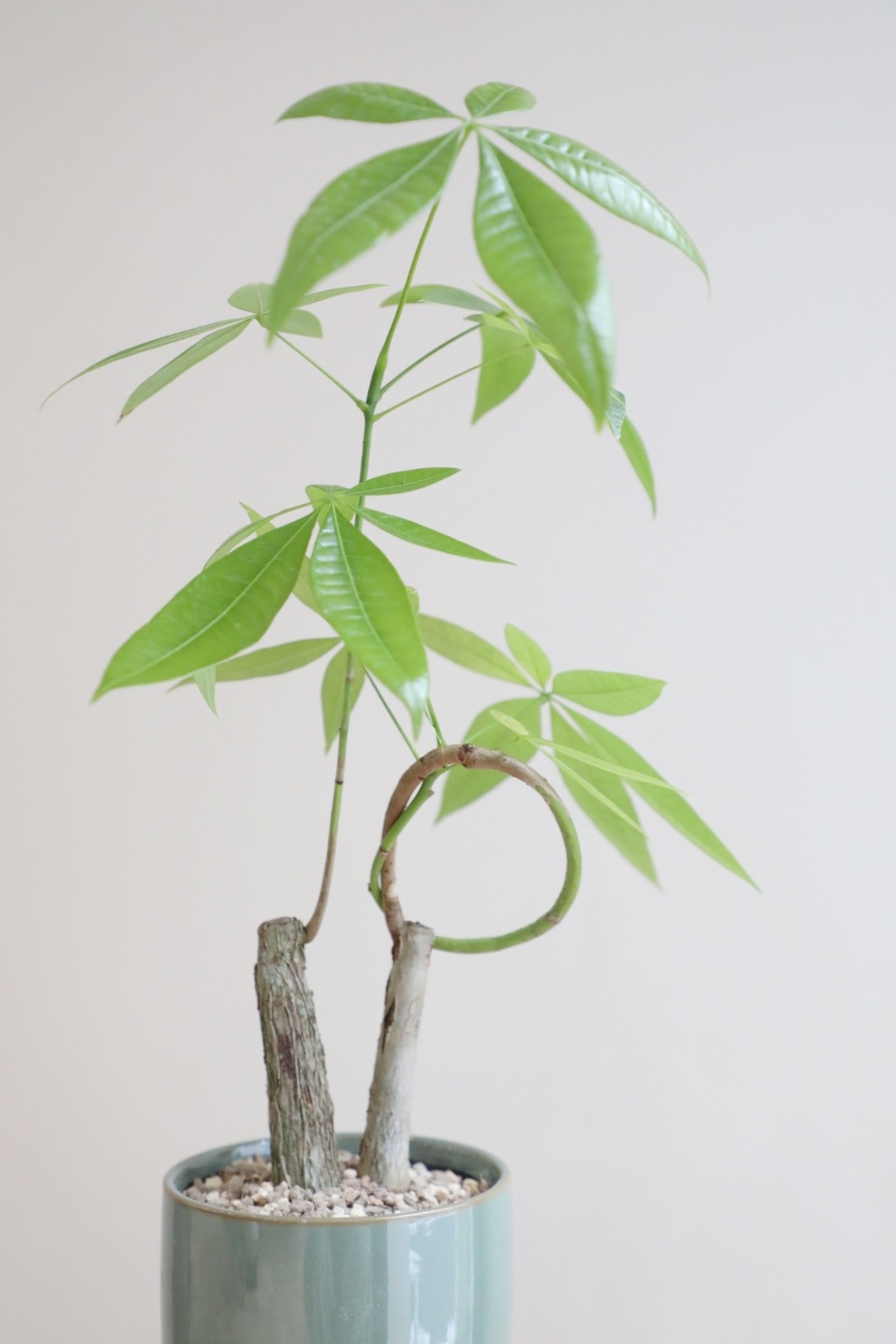 【M】パキラ グラブラ 結び/Pachira ※陶器鉢付き