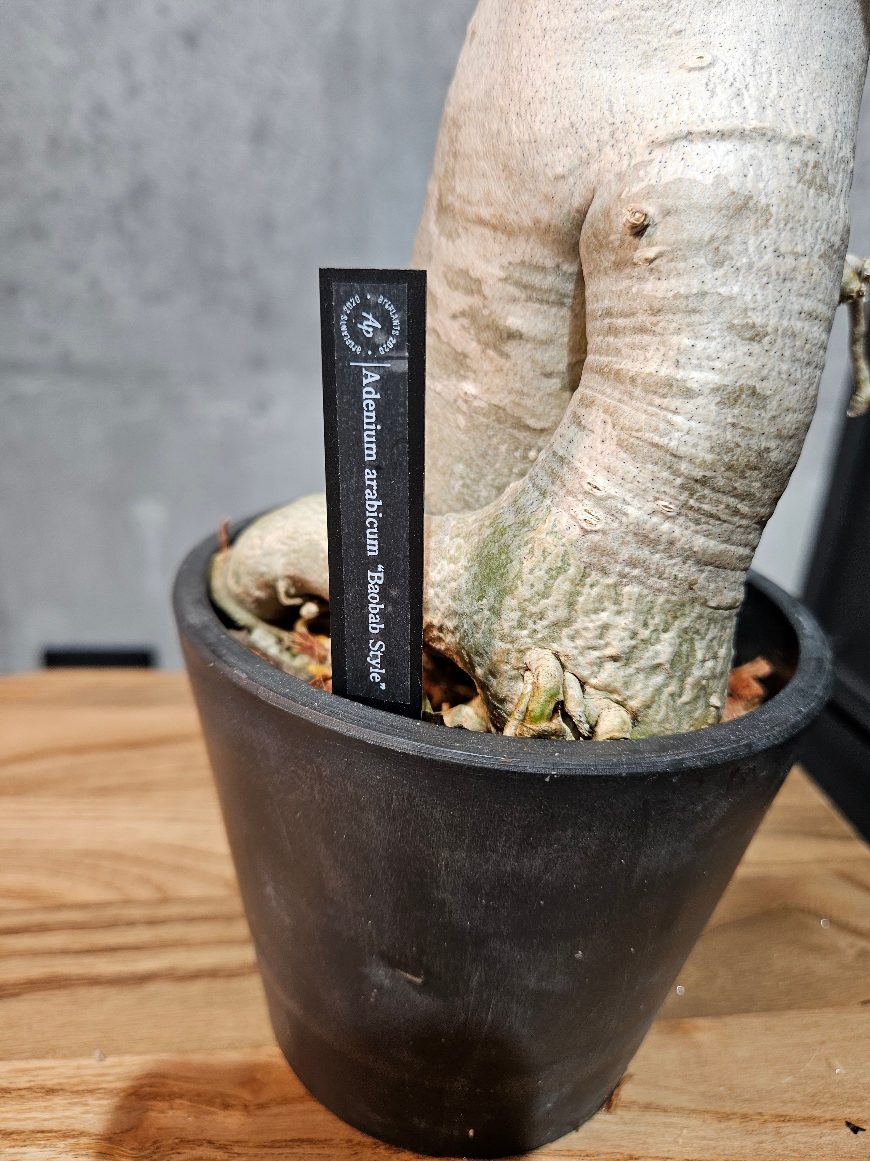 Adenium arabicum “Baobab Style”【artPLANTs】アデニウム/塊根