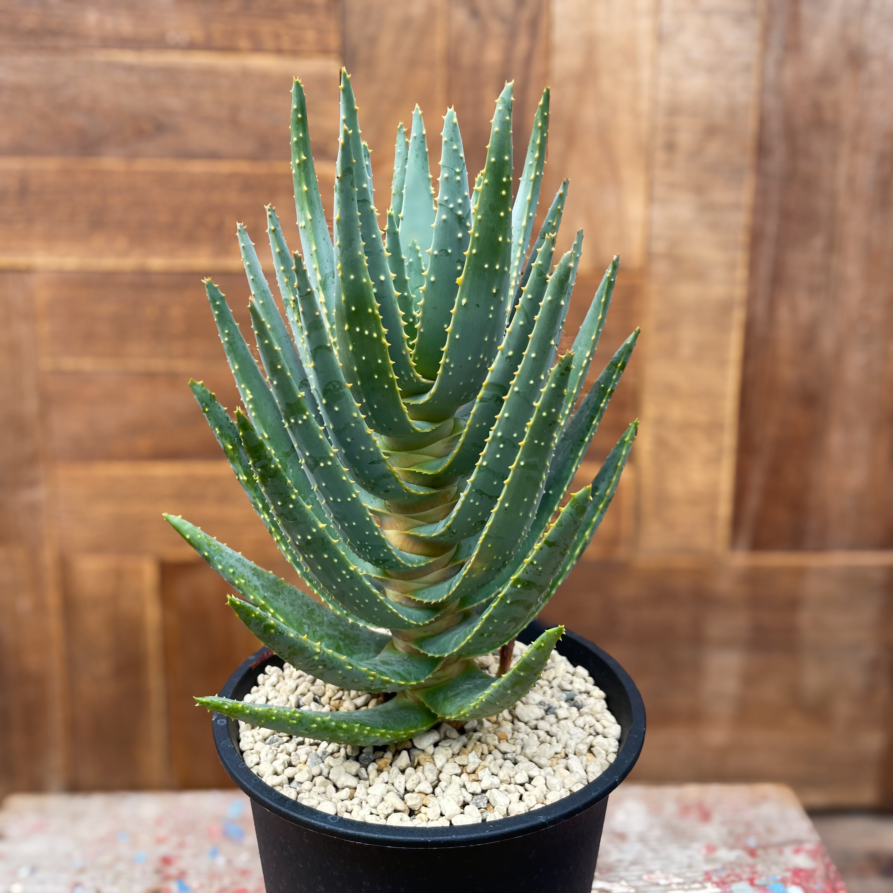 Aloe dichotoma【アロエ・ディコトマ】 | RIMO 