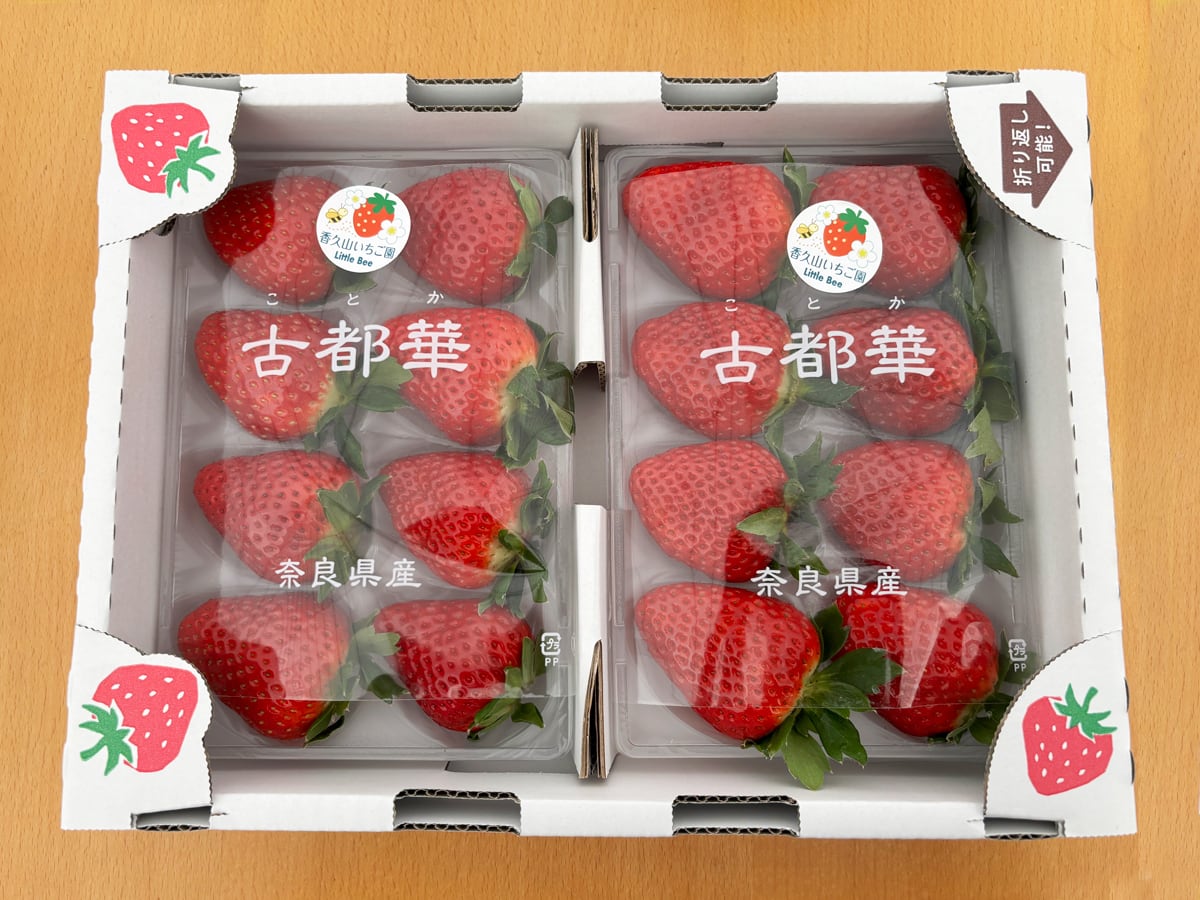 いちごC大粒古都華２ケース 季節限定】農園直送 古都華いちご（2パック1ケース） | 香久山いちご園