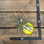 チランジア　ムロルム【776】