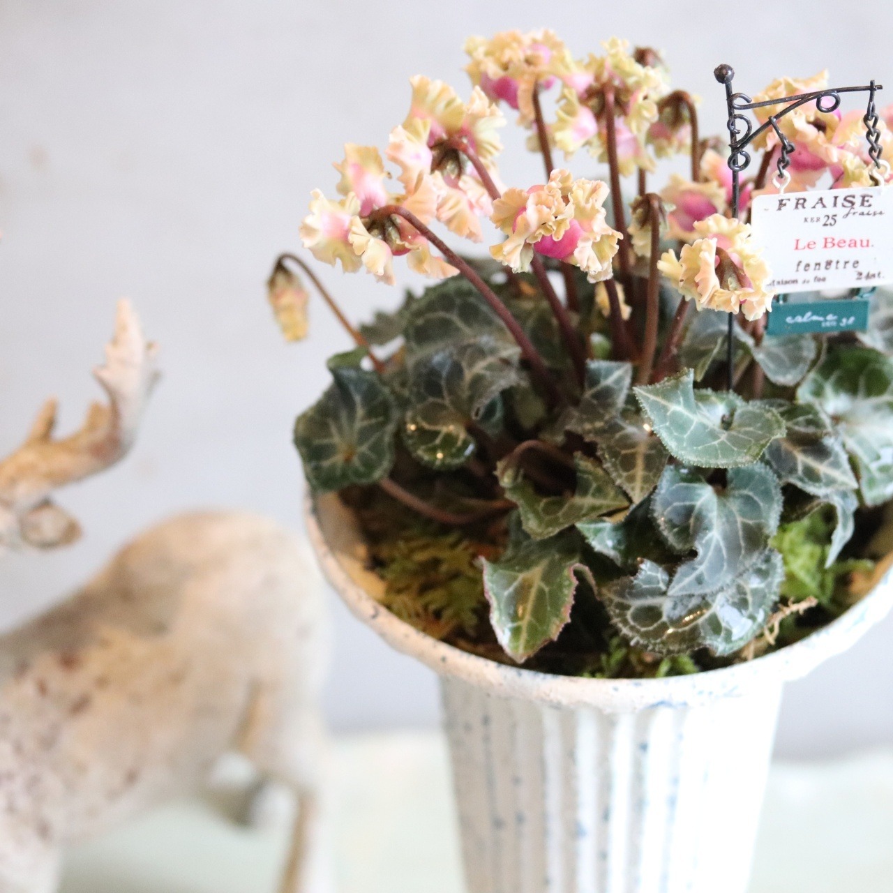 hanamoyuさま専用：球根を楽しむ寄せ植え　シャビーなコケワイヤーポットアネモネピンクの寄せ植え＋シクラメン森の妖精アンティークポット　　