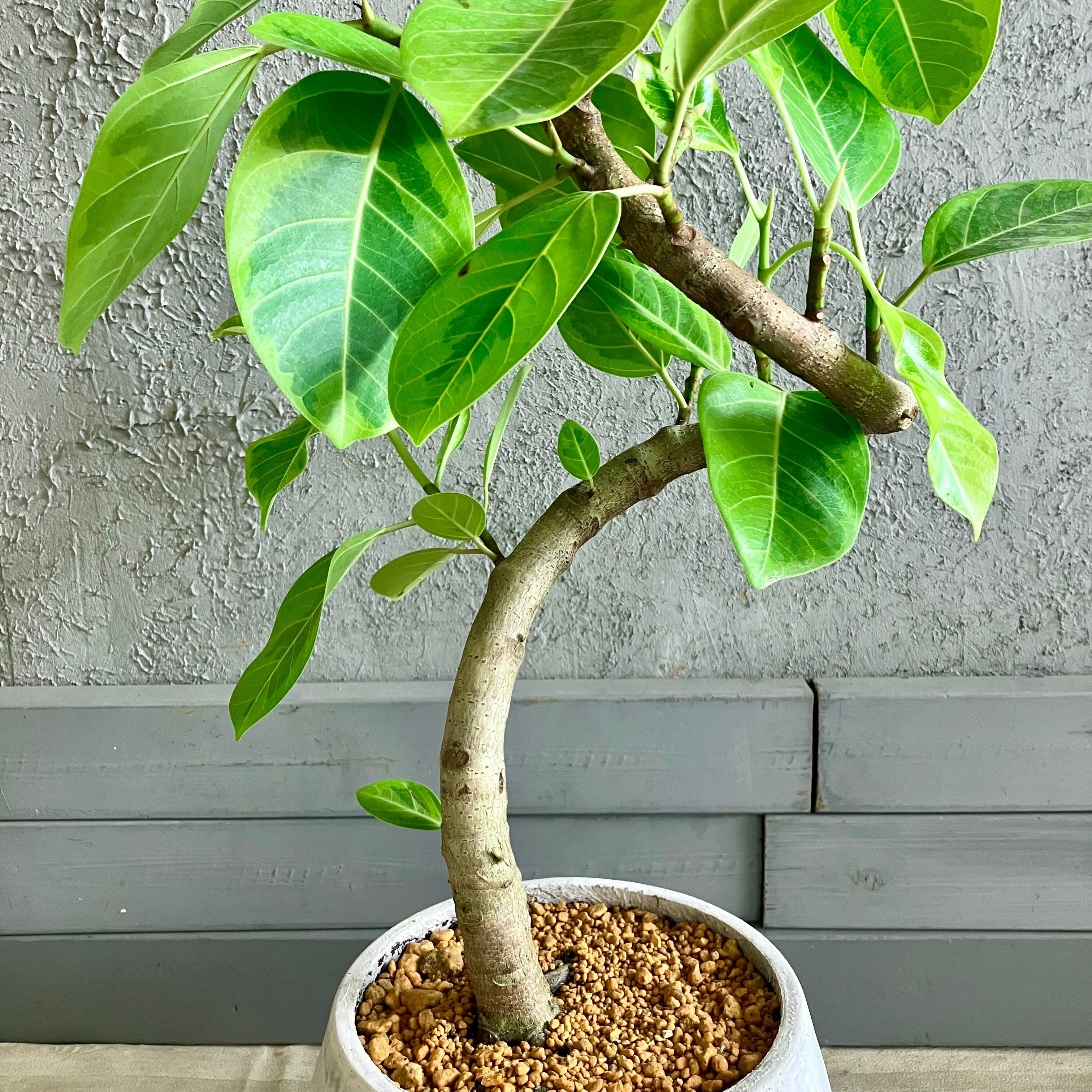 エバーフレッシュ　大型　幹太　曲がり樹形　観葉植物　カッシーナ　アクタス エバーフレッシュ 特大サイズ 美形 幹太 観葉植物 カッシーナ