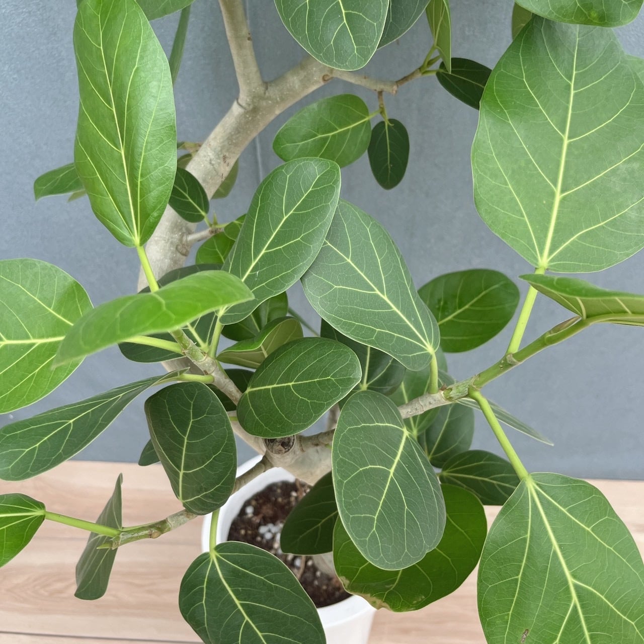 現品］17番 フィカス ベンガレンシス 幹太 8号 観葉植物 室内 大型