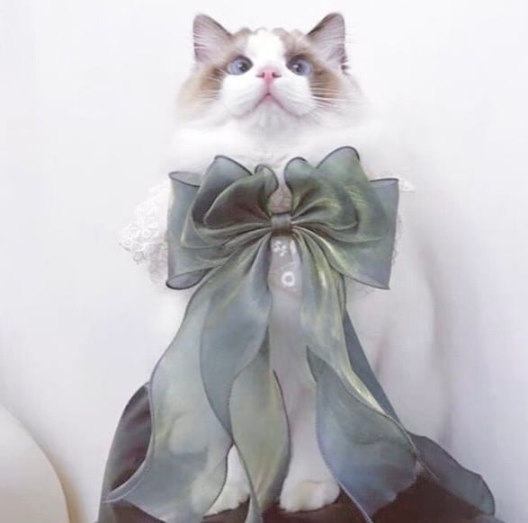 オーロラ Green エプロンリボン 猫 付け襟 | nyanpets 猫グッズ専門店