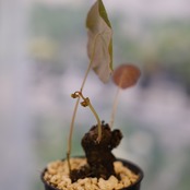 Stephania kaweesakii / ステファニア カウィーサキー⑦ / 観葉植物