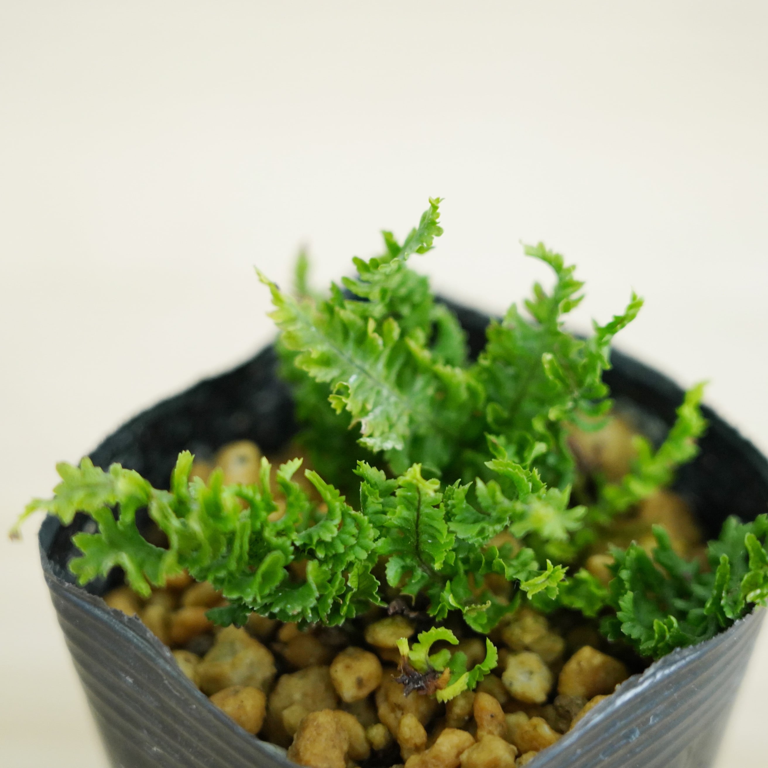 シダ植物 | 苔テラリウム専門ショップ道草