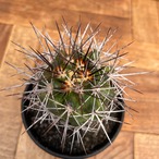 Copiapoa rupestris【コピアポア・ルペストリス・実生】