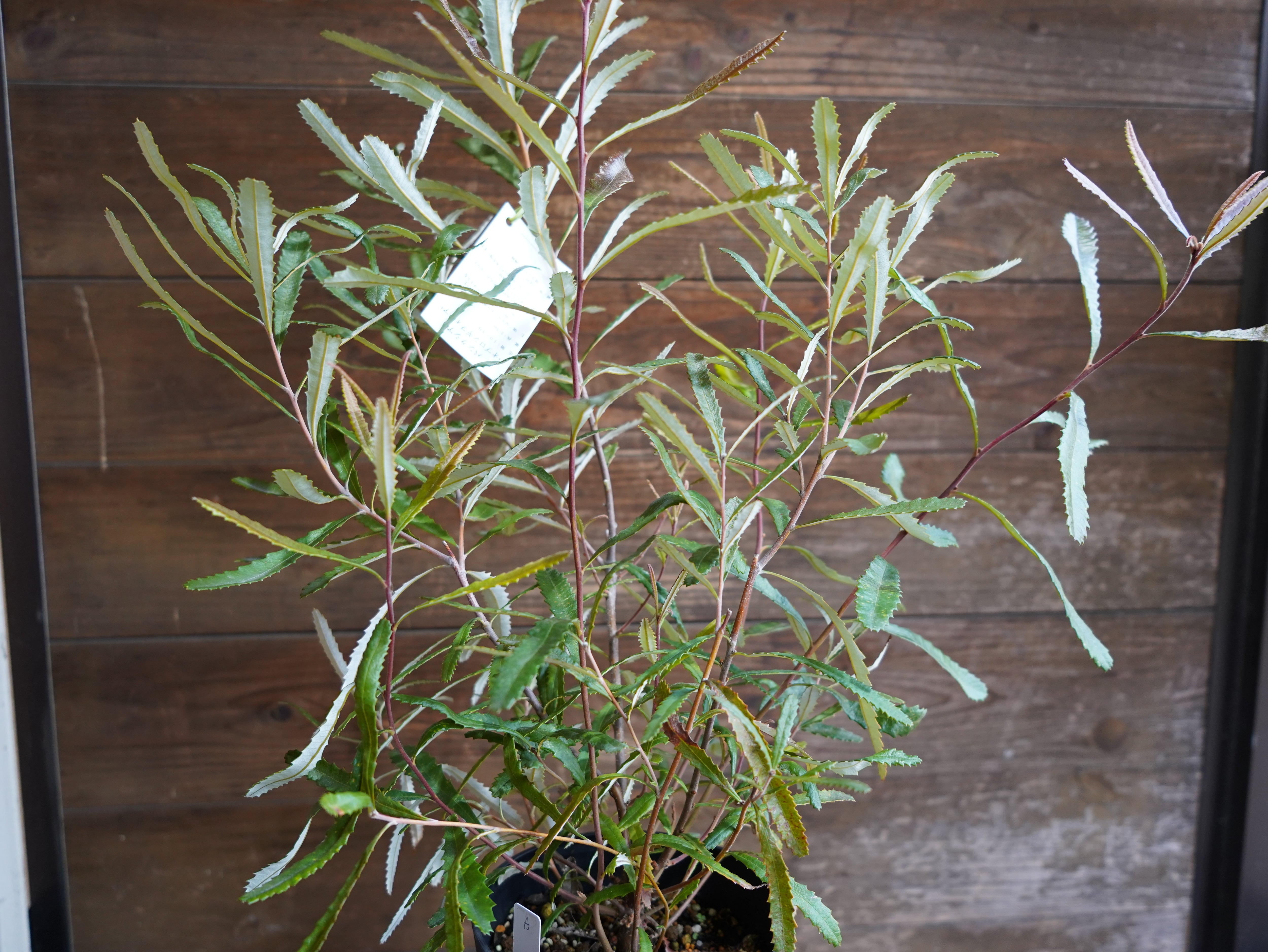 【現物】バンクシア　”オブロンギフォリア”　A