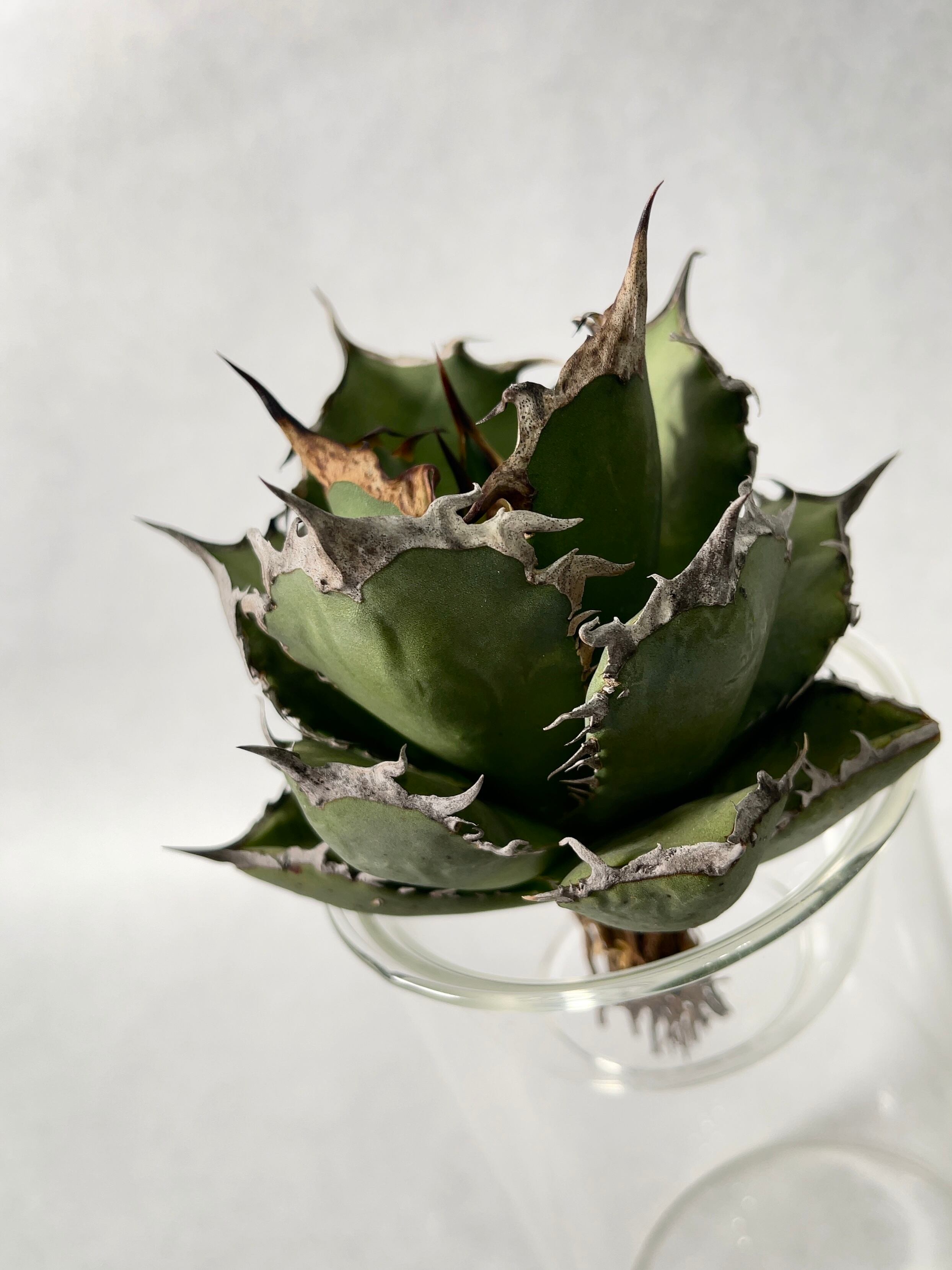 アガベ チタノタ 烈焔 中株 アガベ・チタノタ 烈焔（ボールタイプ）大-004｜agave titanota