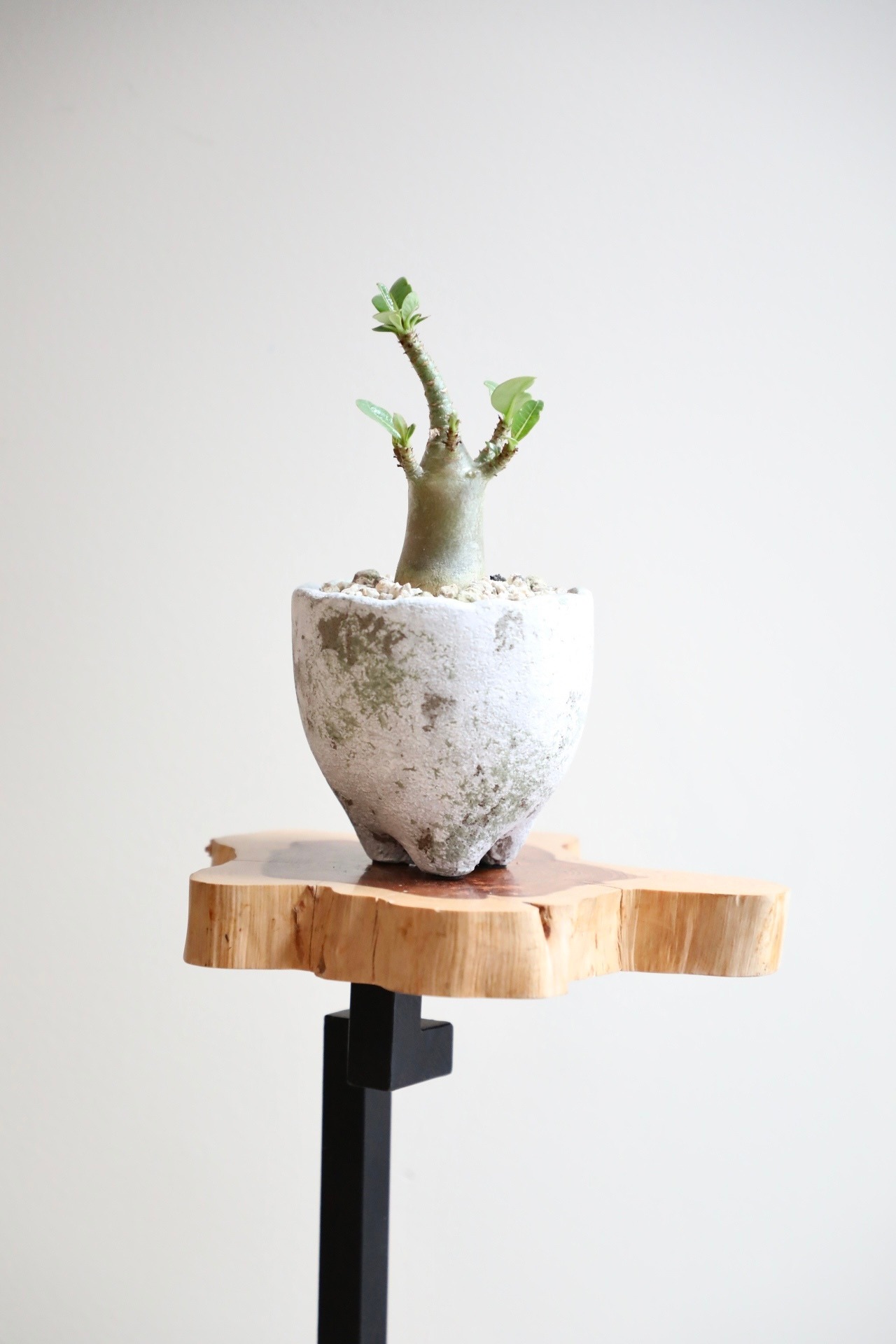 【S】アデニウム アラビカム/Adenium arabicum ※陶器鉢付き