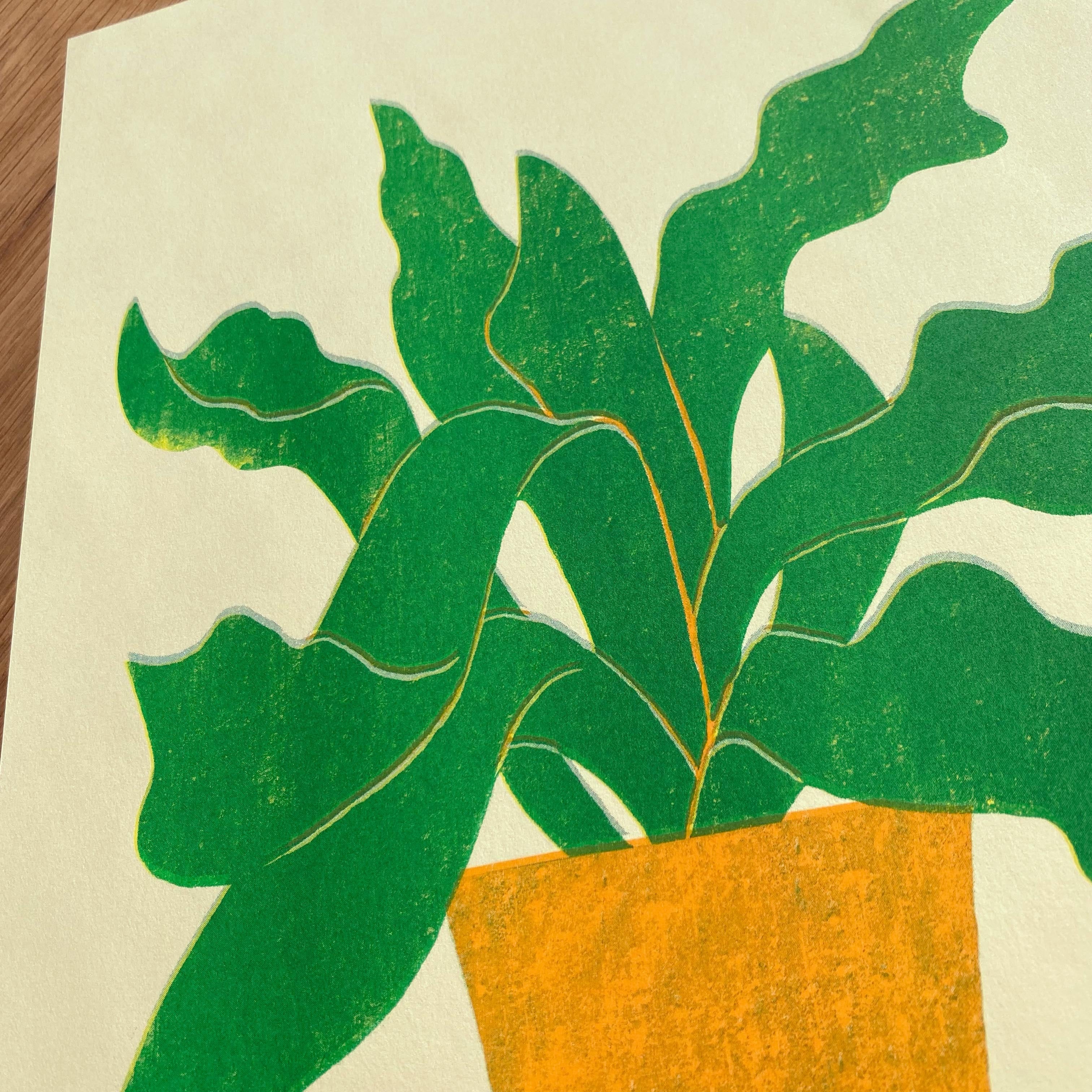 ビカクシダネザーランド（273×394） | hachizoko