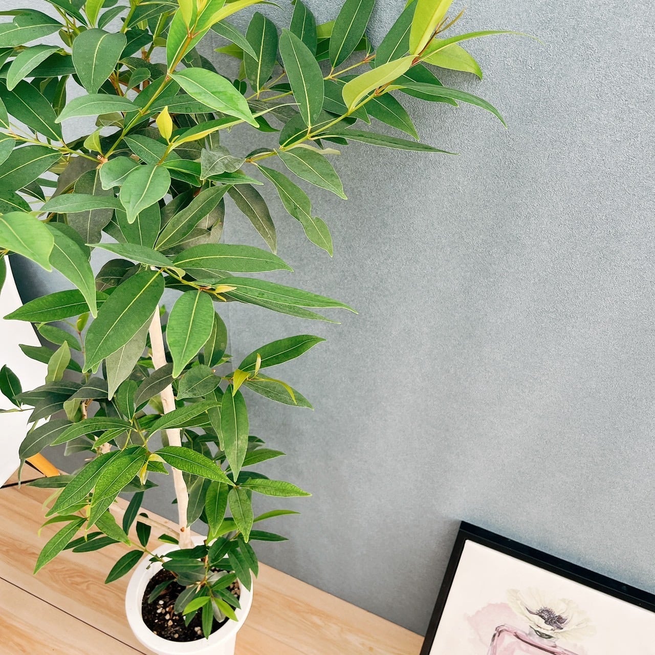 現品］【珍しい】70番 アマゾンオリーブ 8号 観葉植物 大型 室内