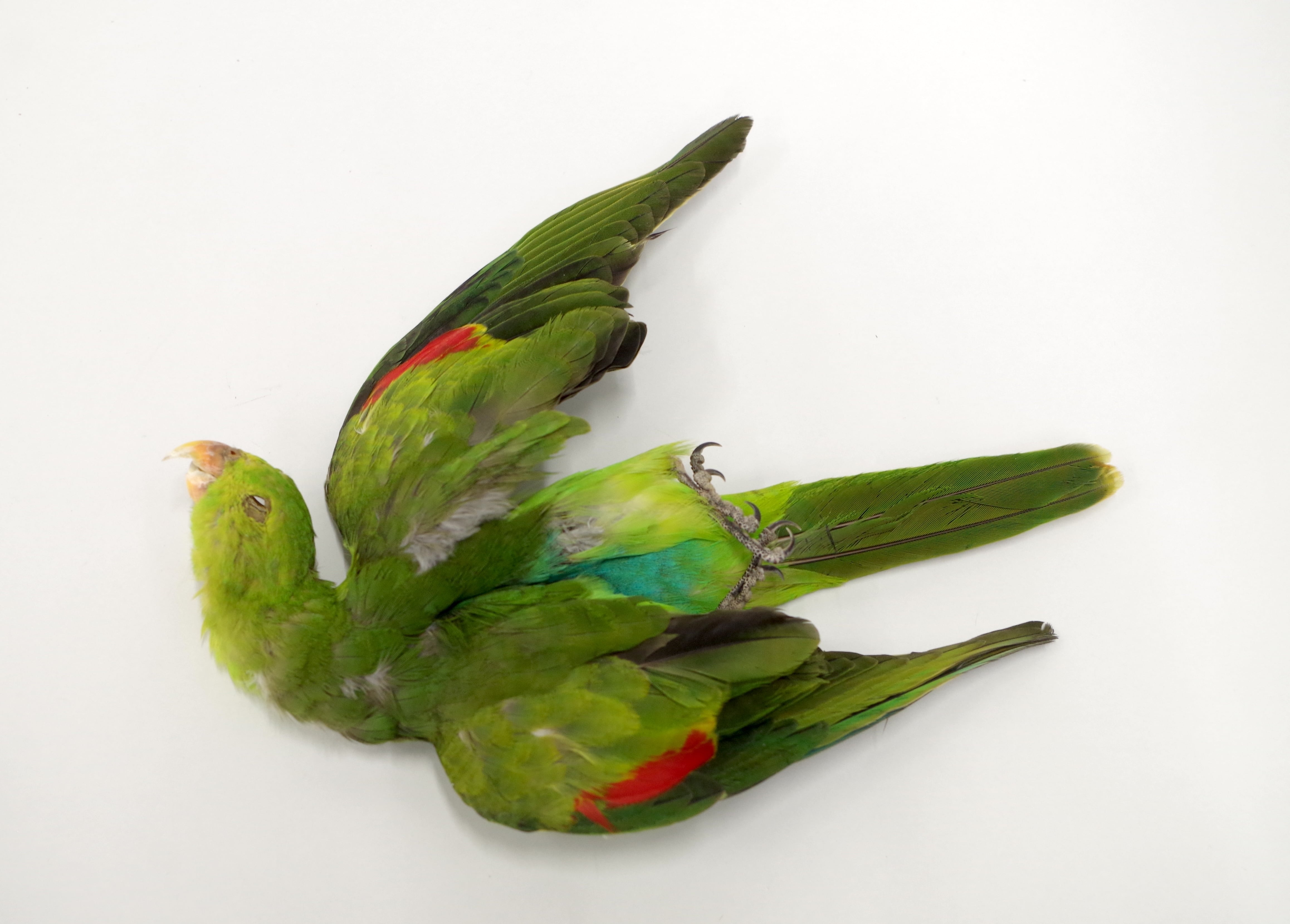 オグロインコの剥製 d35b597467d049a9c8a31ba28aead2