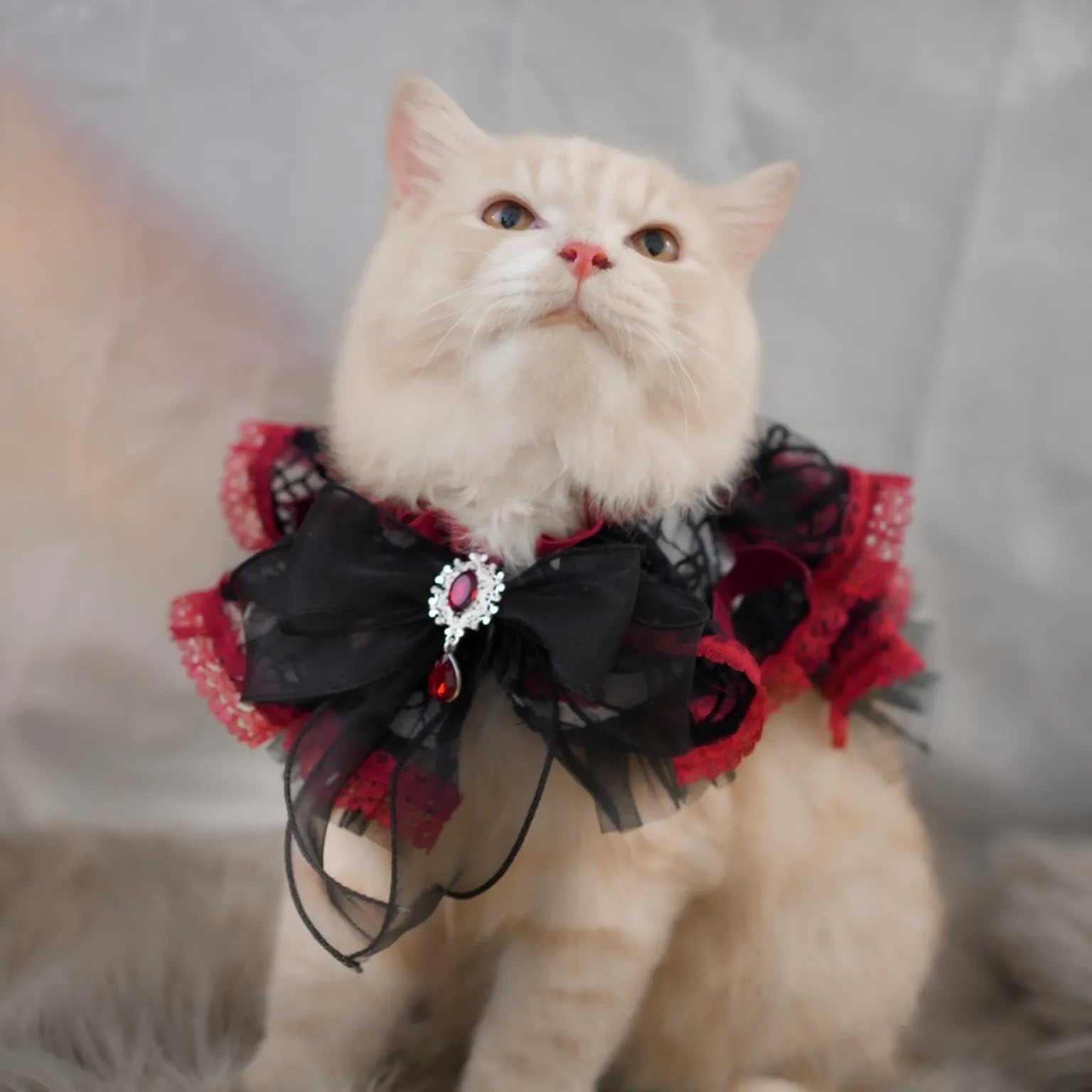 Haunted Castle – Bloody Web Pet Cape〈XS,Sサイズ〉