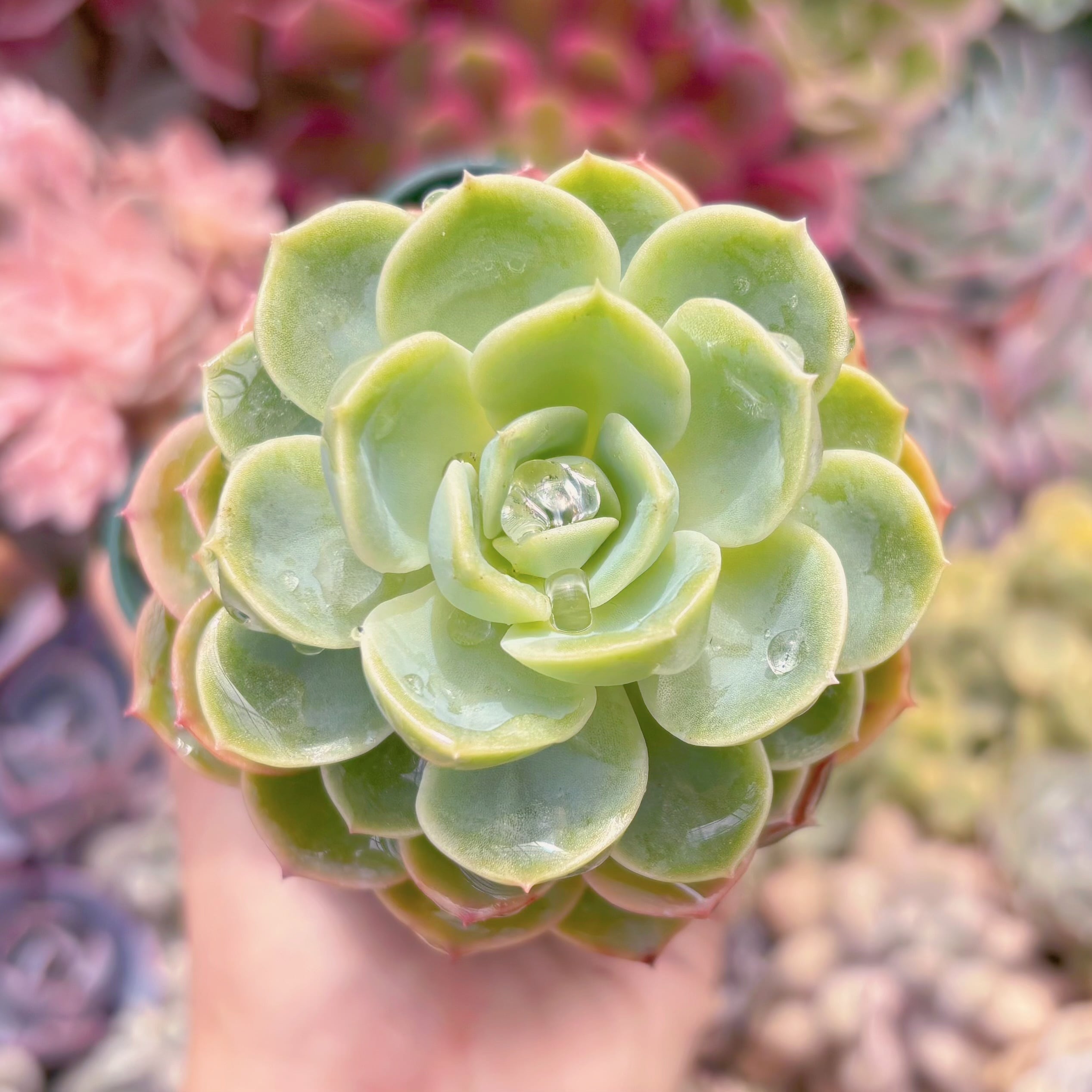 現品　メロン#879　るる農園