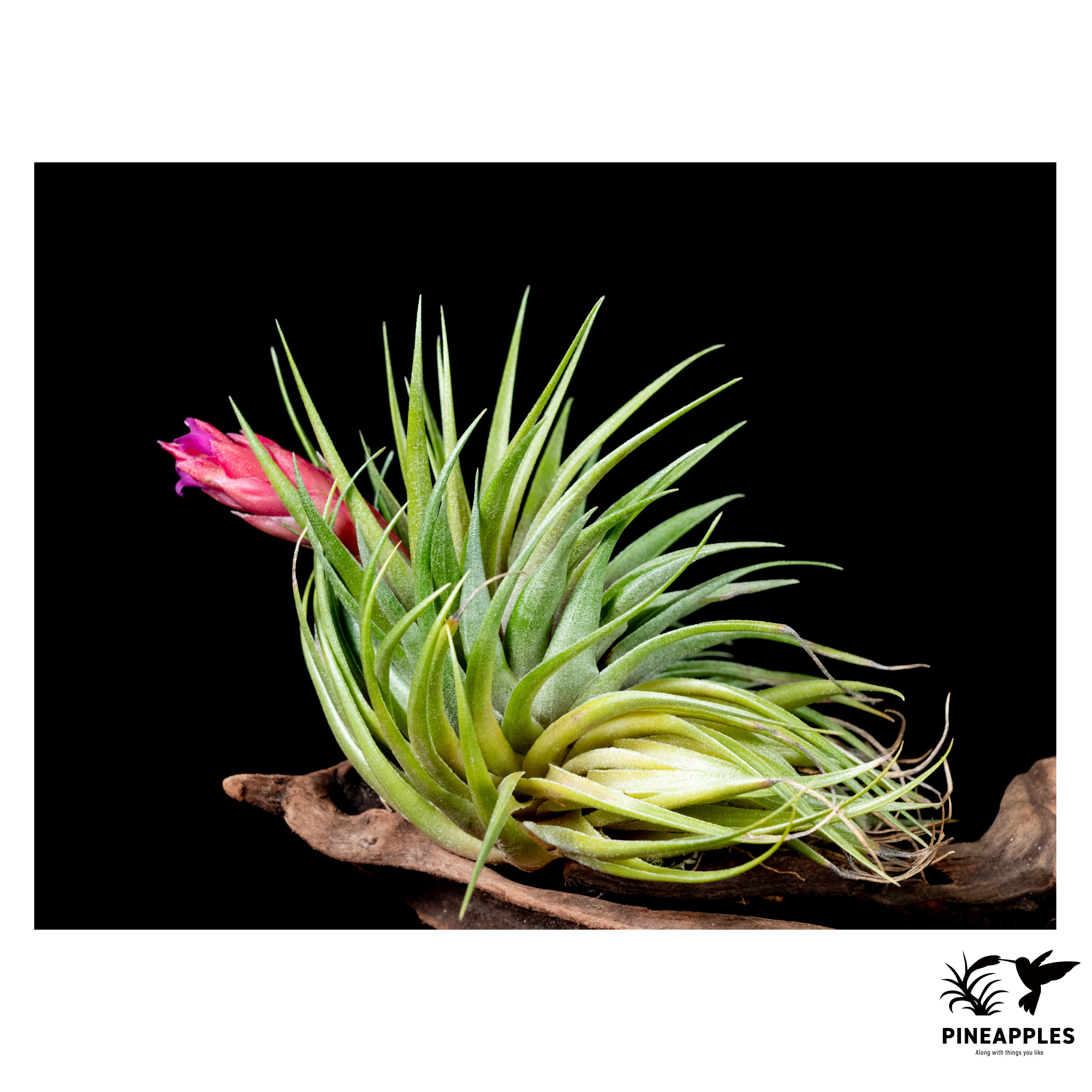 ブロメリア・エアープランツ Tillandsia kautskyi ブロメリア・エアープランツ Tillandsia kautskyi Tillandsia kautskyi