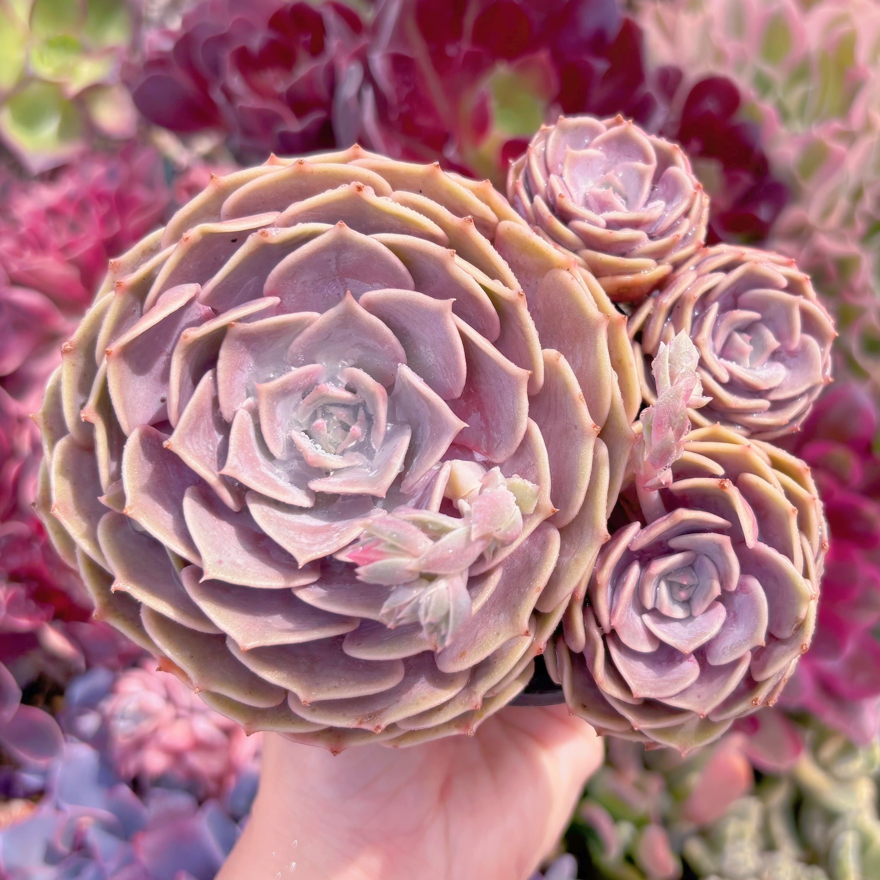 現品　ピンクローラ#C25　大群生　るる農園