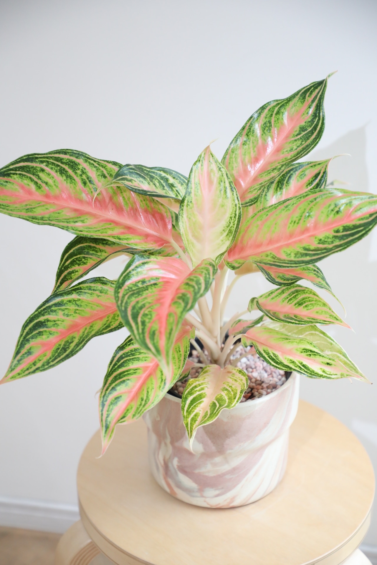 【M】【希少】アグラオネマ ピンクパナマ/Aglaonema