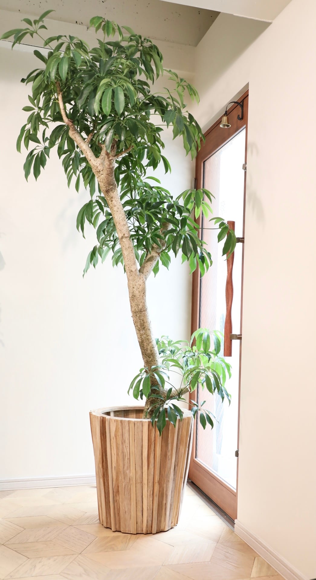 希少 アロカシア スカルプラム オーレア アロカシア スカルプラム 激レア 観葉植物