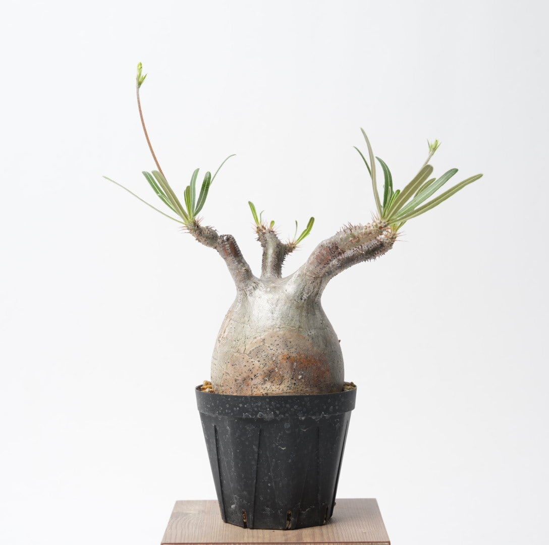 パキポディウム グラキリス no.8〈発根済み〉 | SPECIAL OTHER WORKS