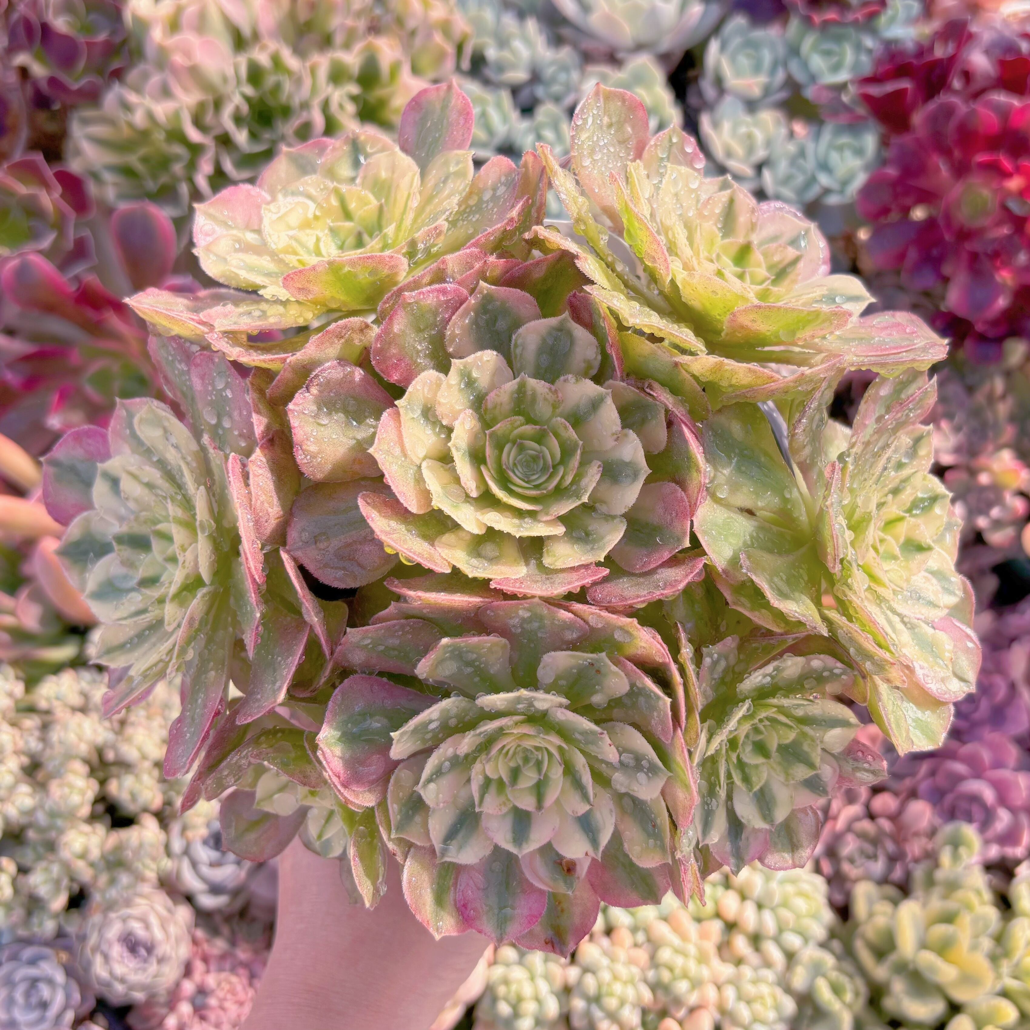 現品　ハロウィン白錦#093   大群生　新入荷　るる農園