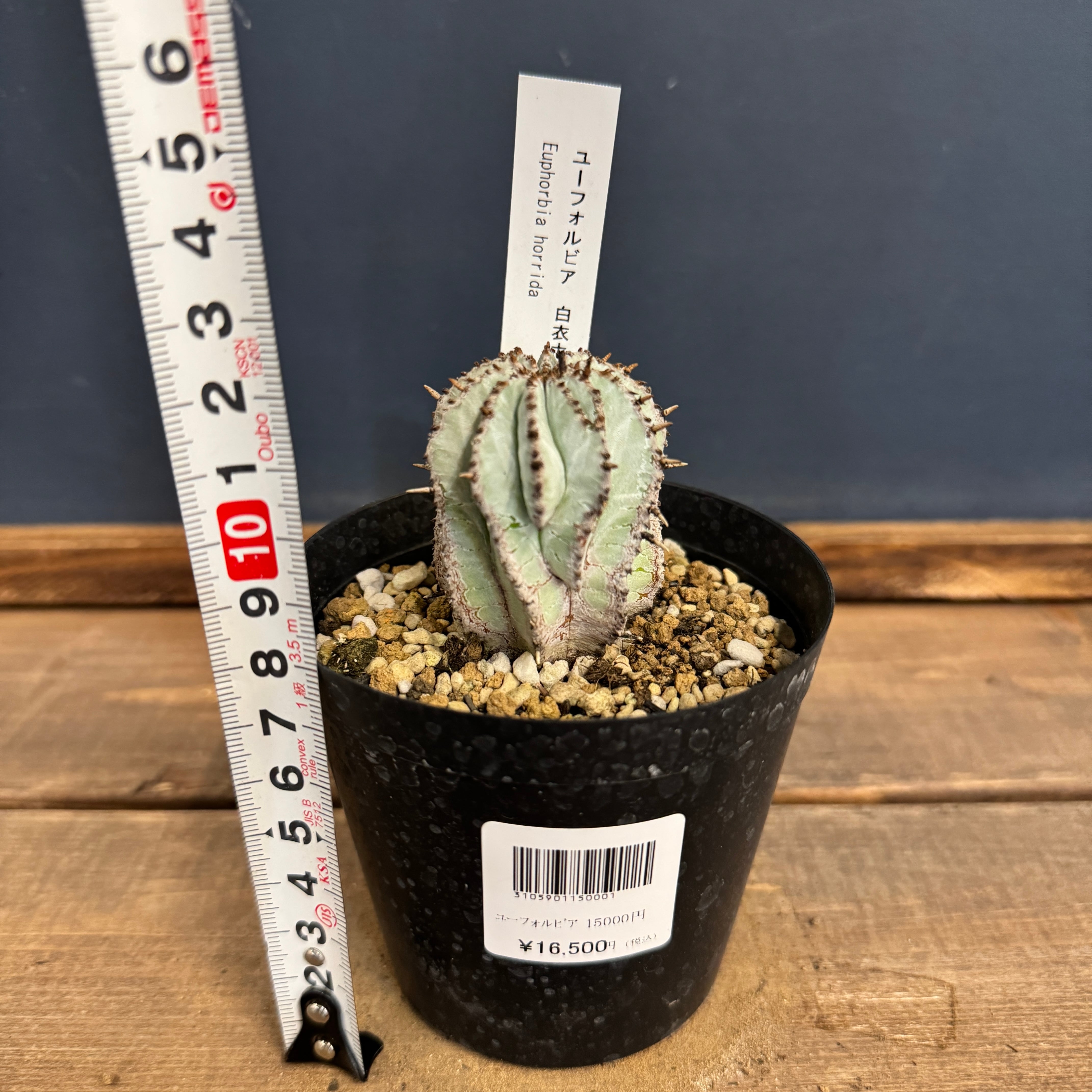 ユーフォルビア 白衣ホリダ【313】 | PROTOLEAF プロトリーフ