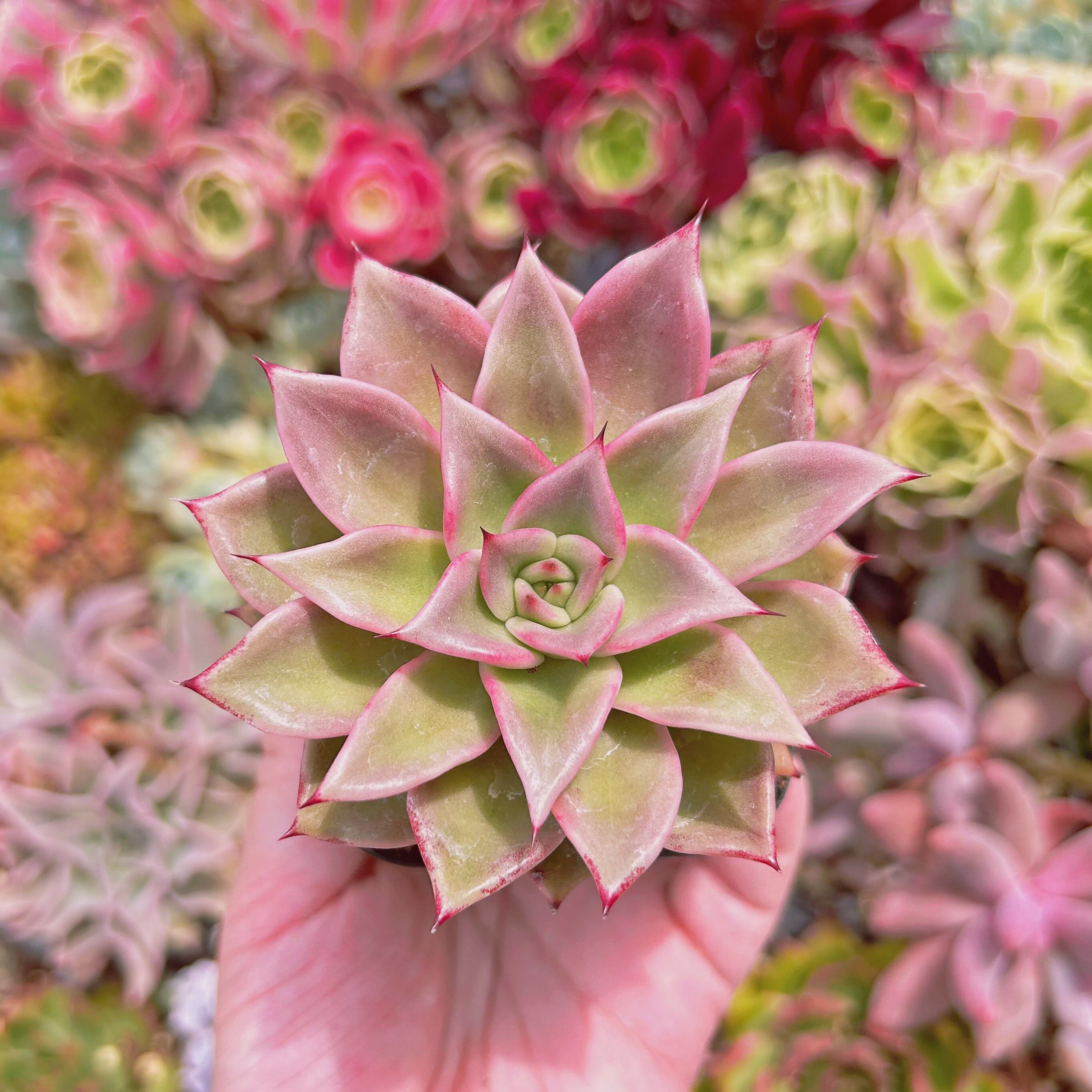 #055現物　多肉植物　レッドマディバ　抜き苗