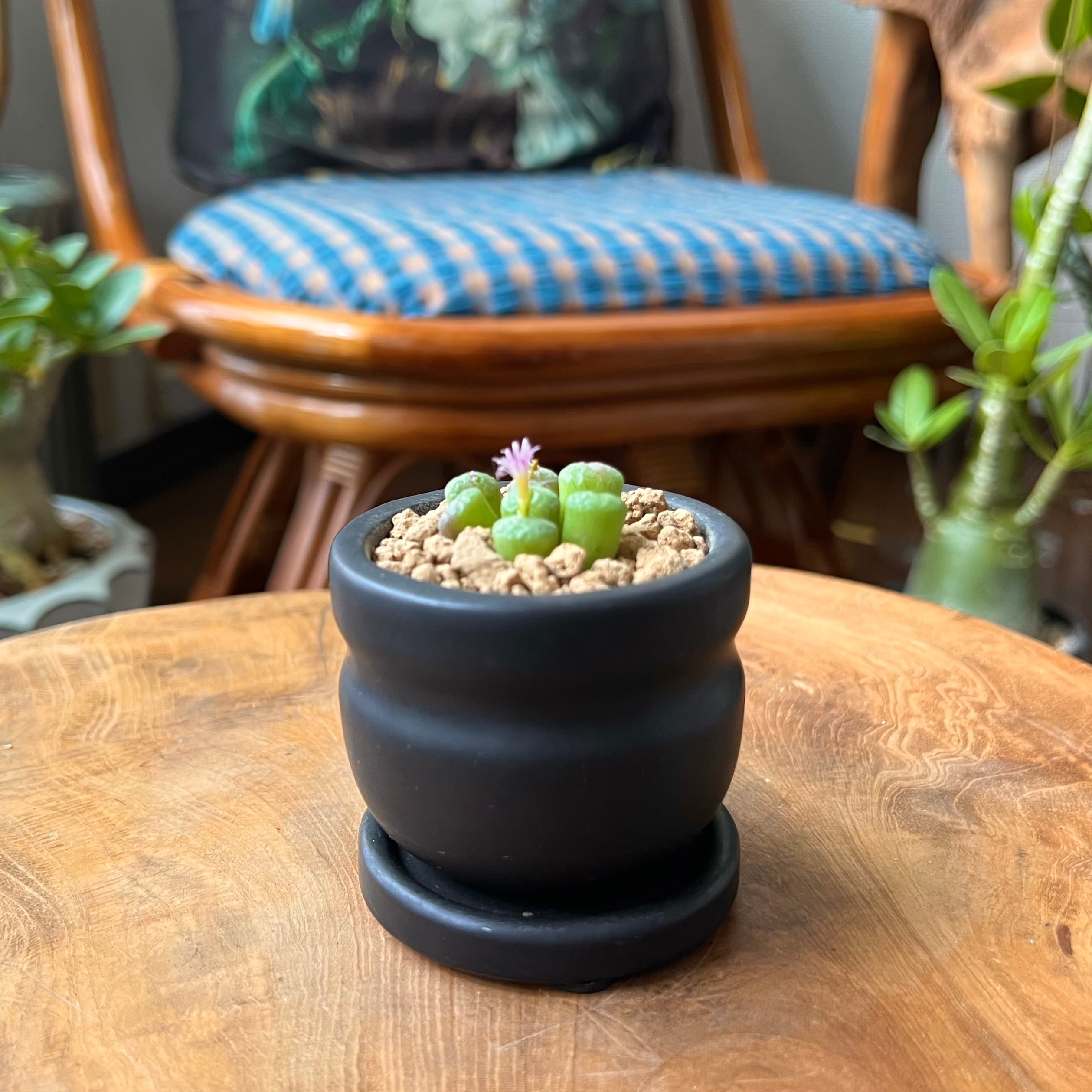 コノフィツム・ミ二ムム 初音 2号／GRPBK | 植木戸