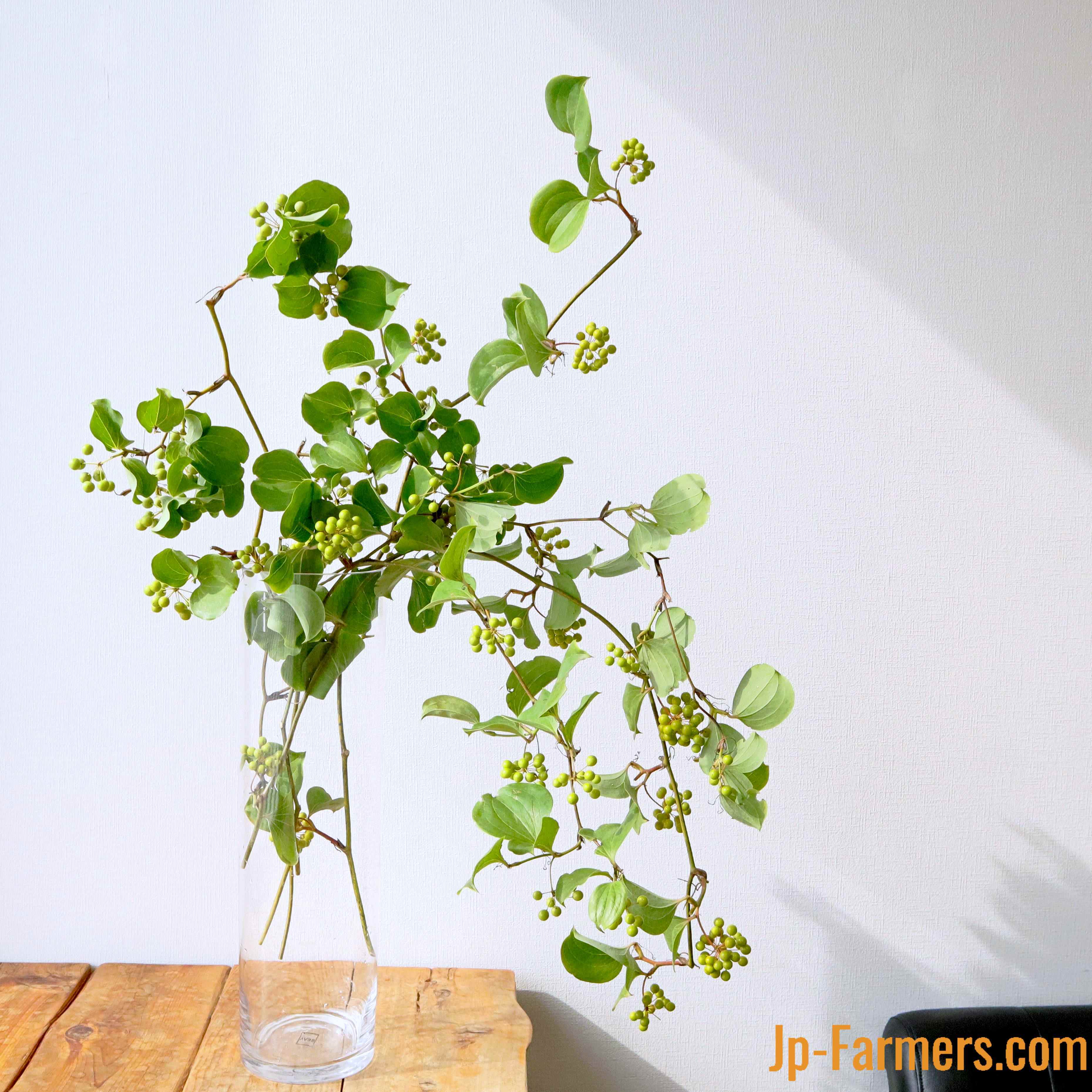 引き取り限定　植物 新品！ super73 Y1タイプ スーパー73 ブラウン 新品！ super73 Y1