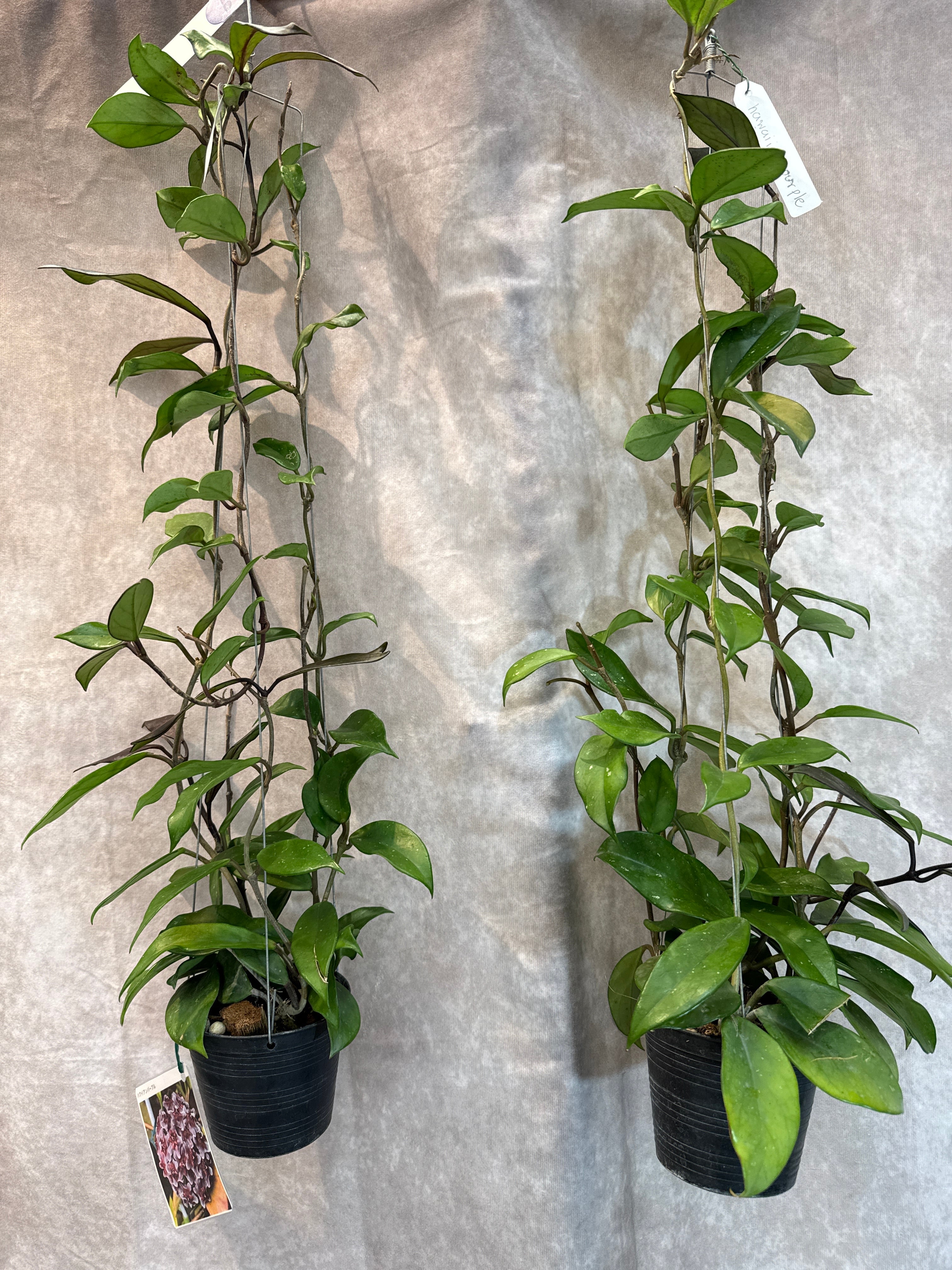 ホヤ プビカリクス ロイヤルハワイアンパープル | Gardenえん 【観葉