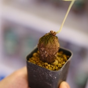 Stephania kaweesakii│ステファニア カウィーサキー②│観葉植物