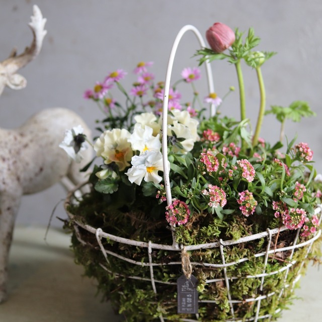球根を楽しむ寄せ植え　コケ植えワイヤーバスケットのアネモネピンクの寄せ植え　お玄関にオススメ　届いてすぐ玄関に飾れる 　プレゼントにもオススメ　