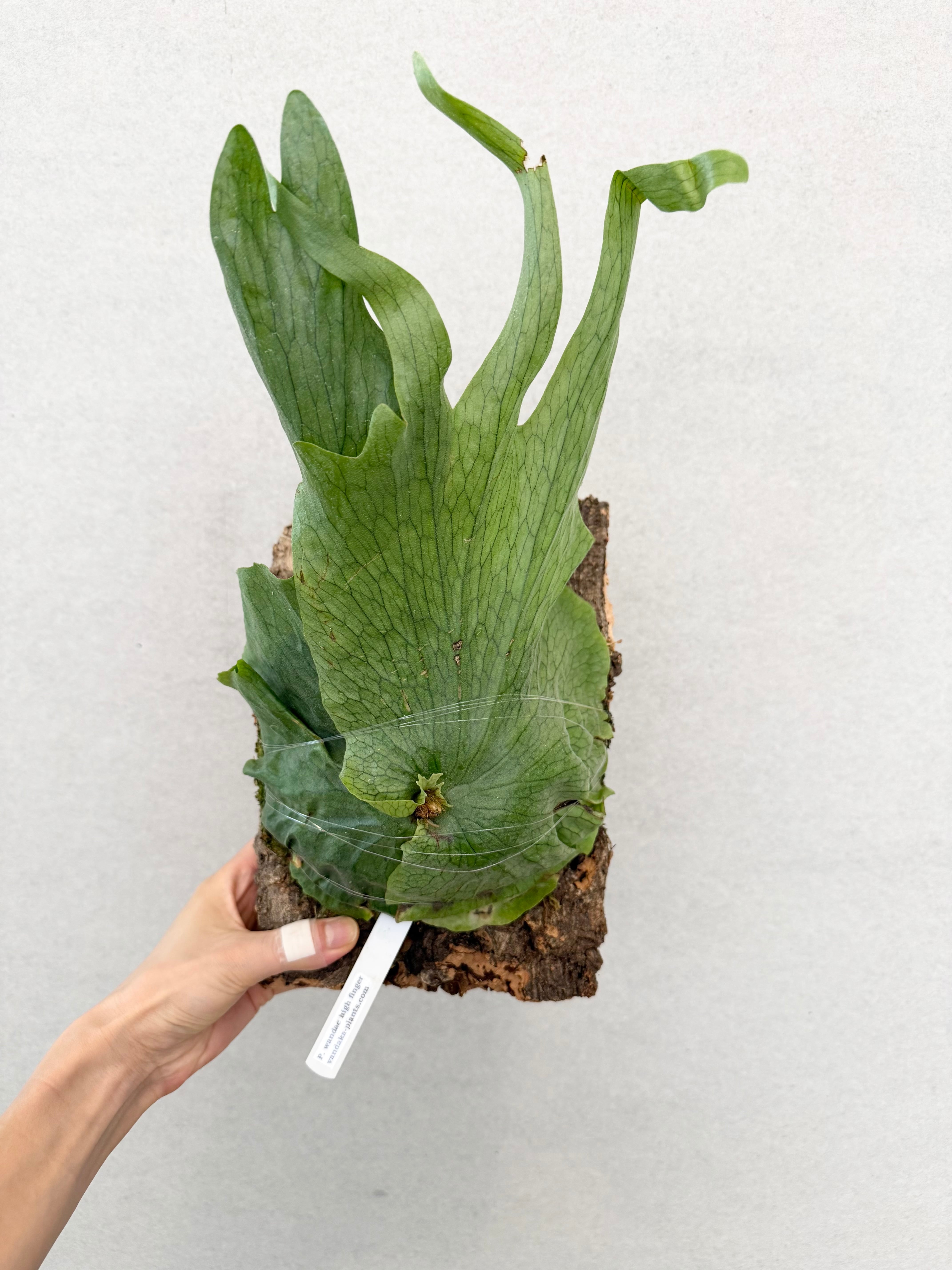 Platycerium_ビカクシダ | vandaka plants