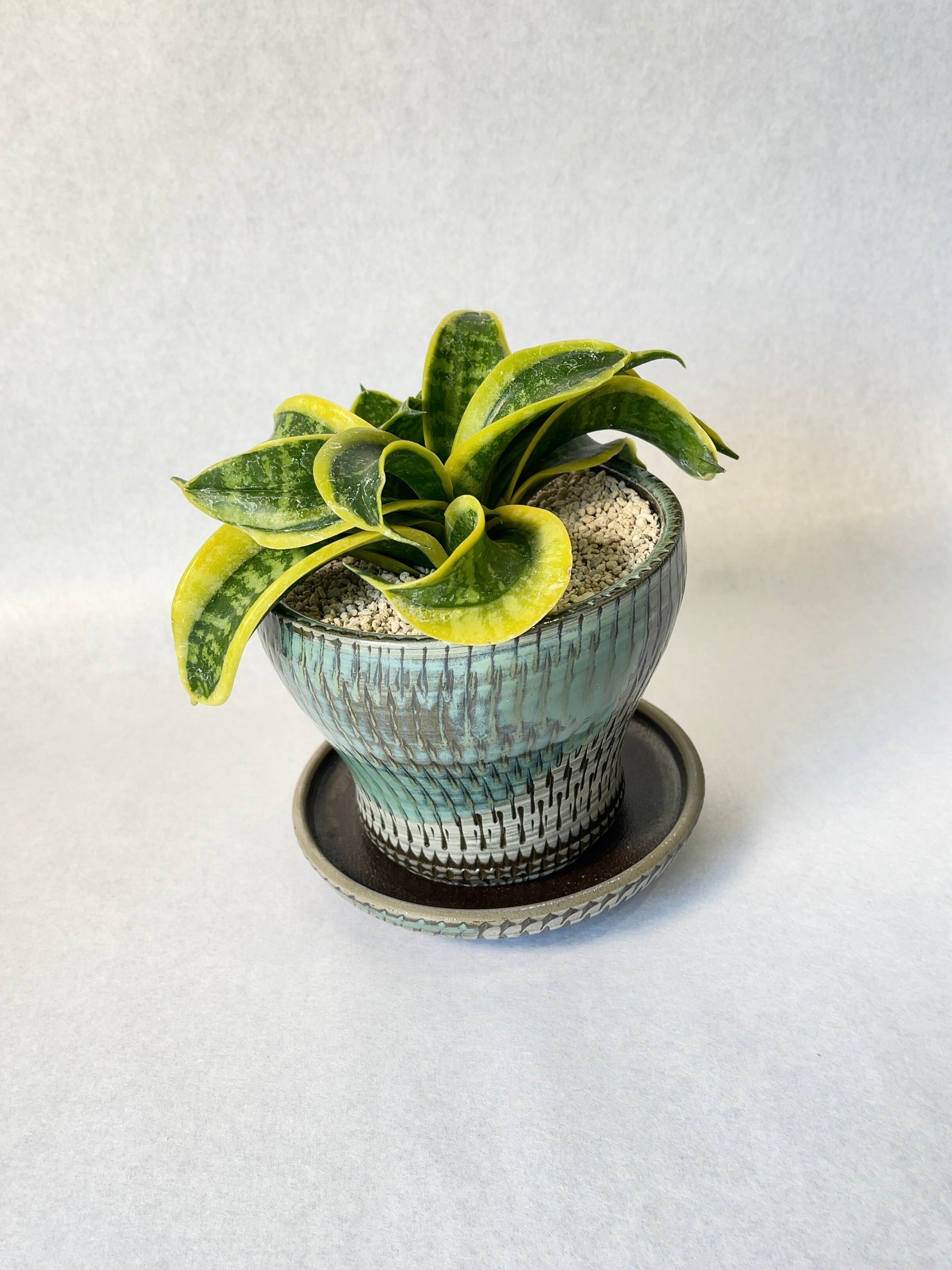 サンセベリア・ツイステッドリトルシスター | trigger