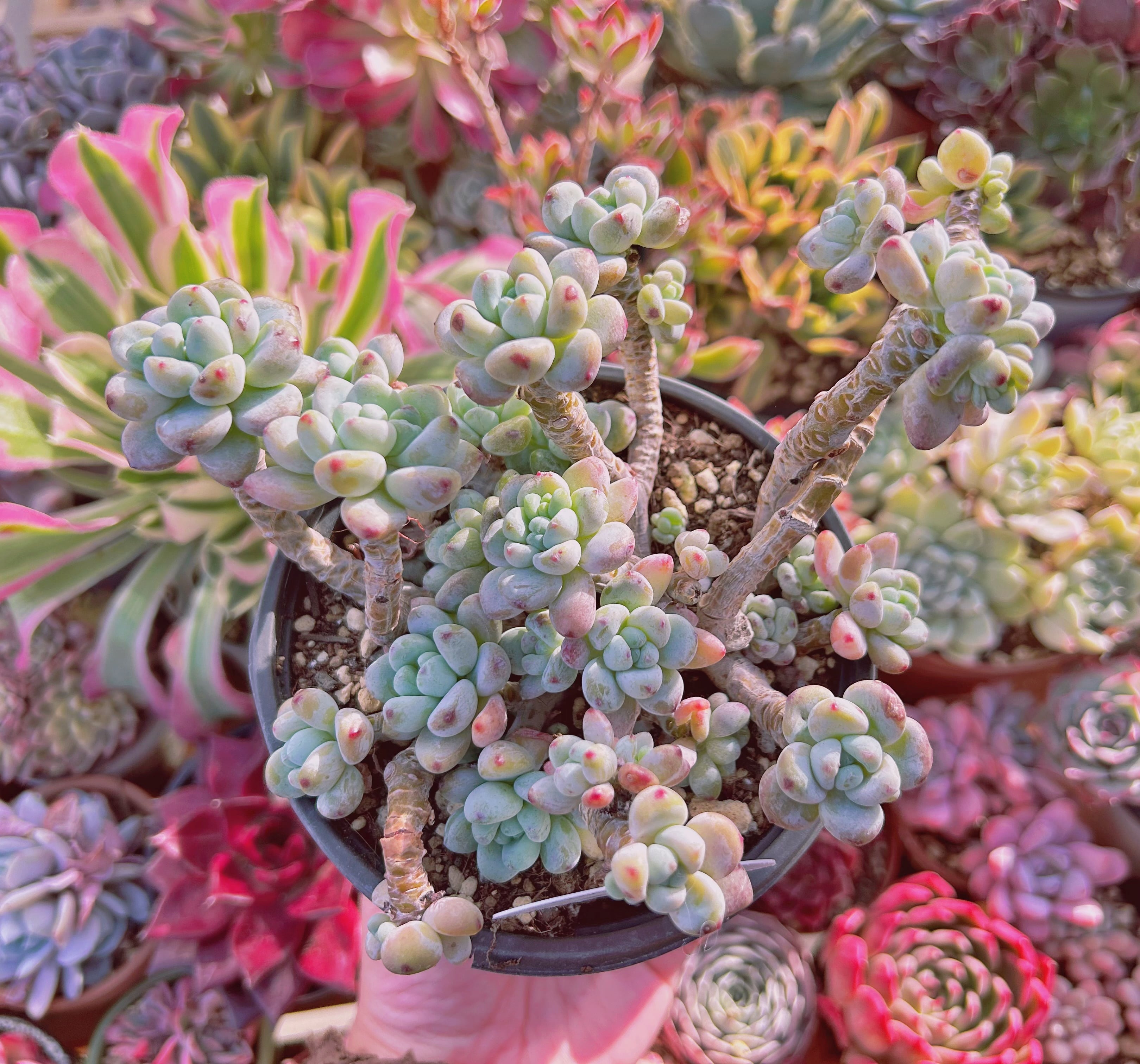 現物 多肉植物 Sedum ラウル 特大群生 | るる農園~多肉植物専門