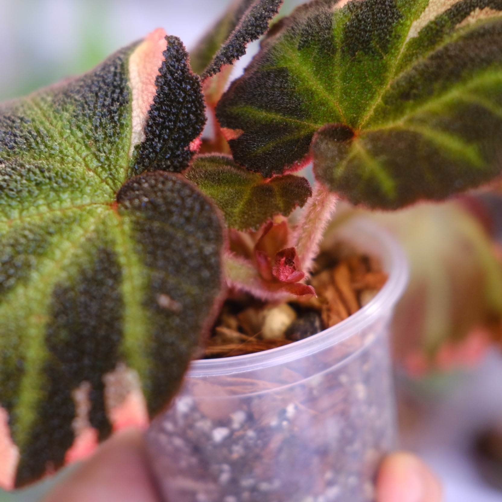 Begonia soli mutata Variegated│ベゴニア ソリムタータ バリエガータ