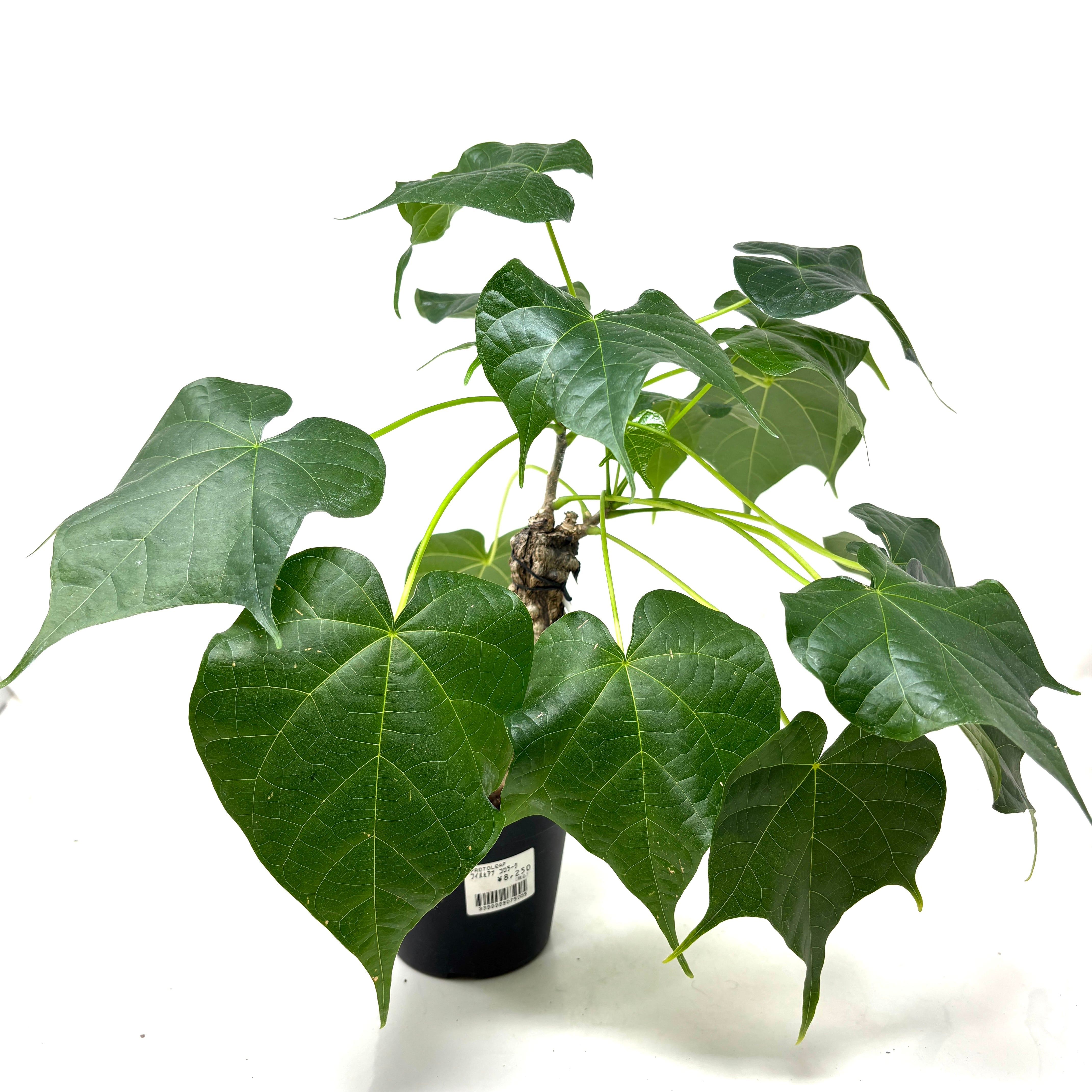 フィルミアナ・コロラータ 3.5号　塊根植物 コーデックス フィルミアナ・コロラータ 3.5号 塊根植物 コーデックス フィルミアナ