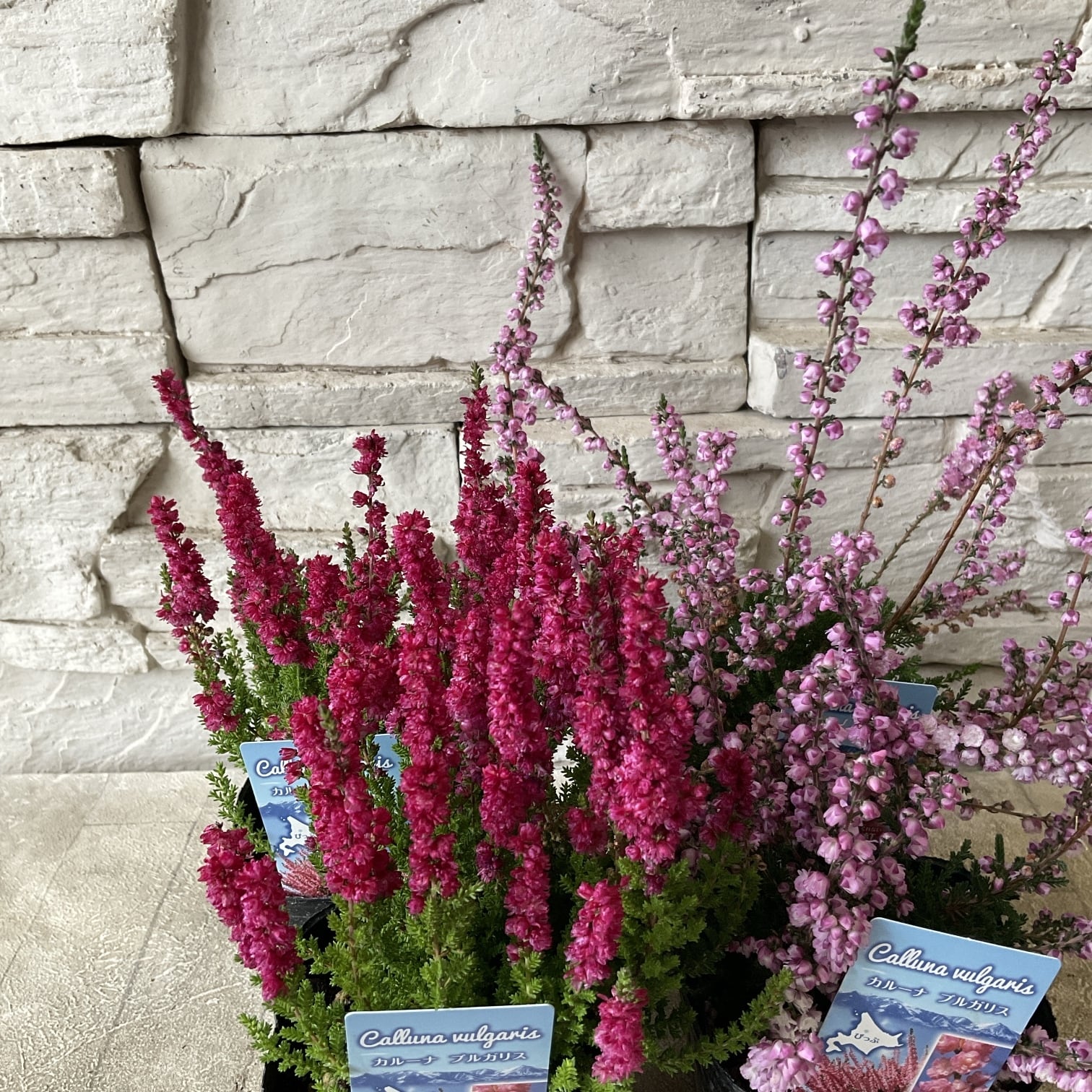 八重咲きカルーナ ブルガリス 選べる♪2色 | 橋本種苗園