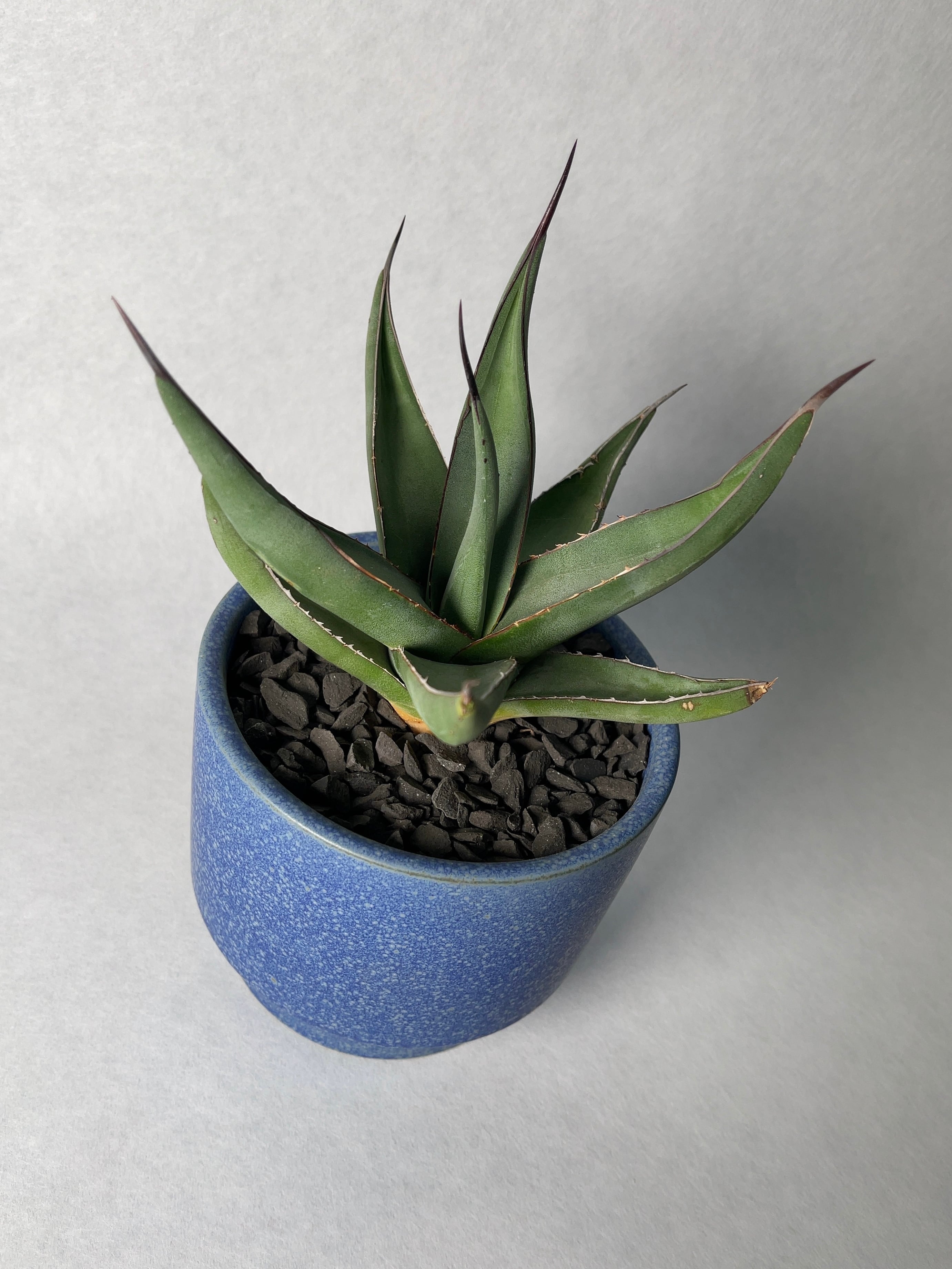 アガベ・ニグラ・シャークスキン | trigger