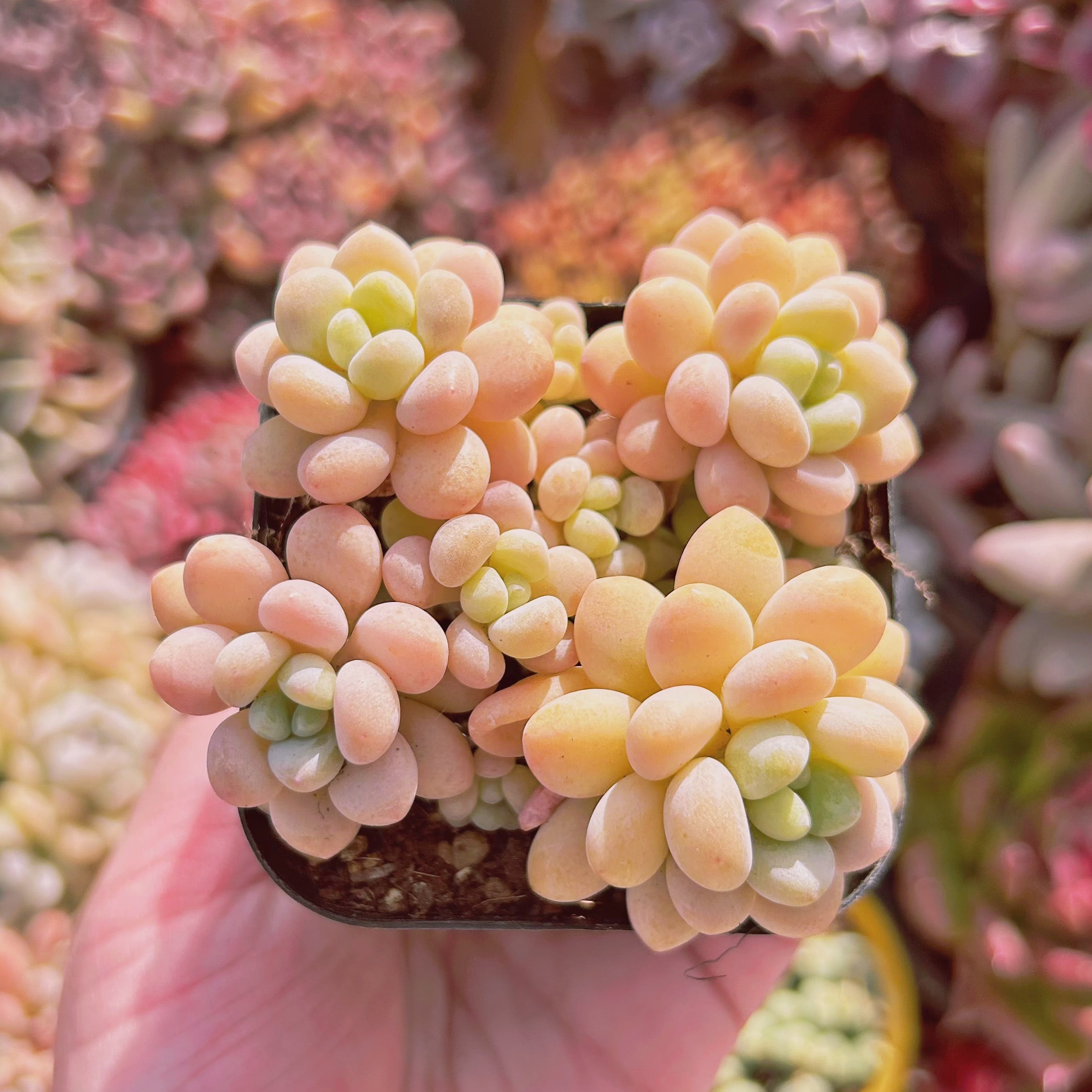 #766現物　多肉植物　ストロベリーミルク