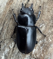 《フォルスターフタマタ亜種キヨタミ 74mm A'品ペア》