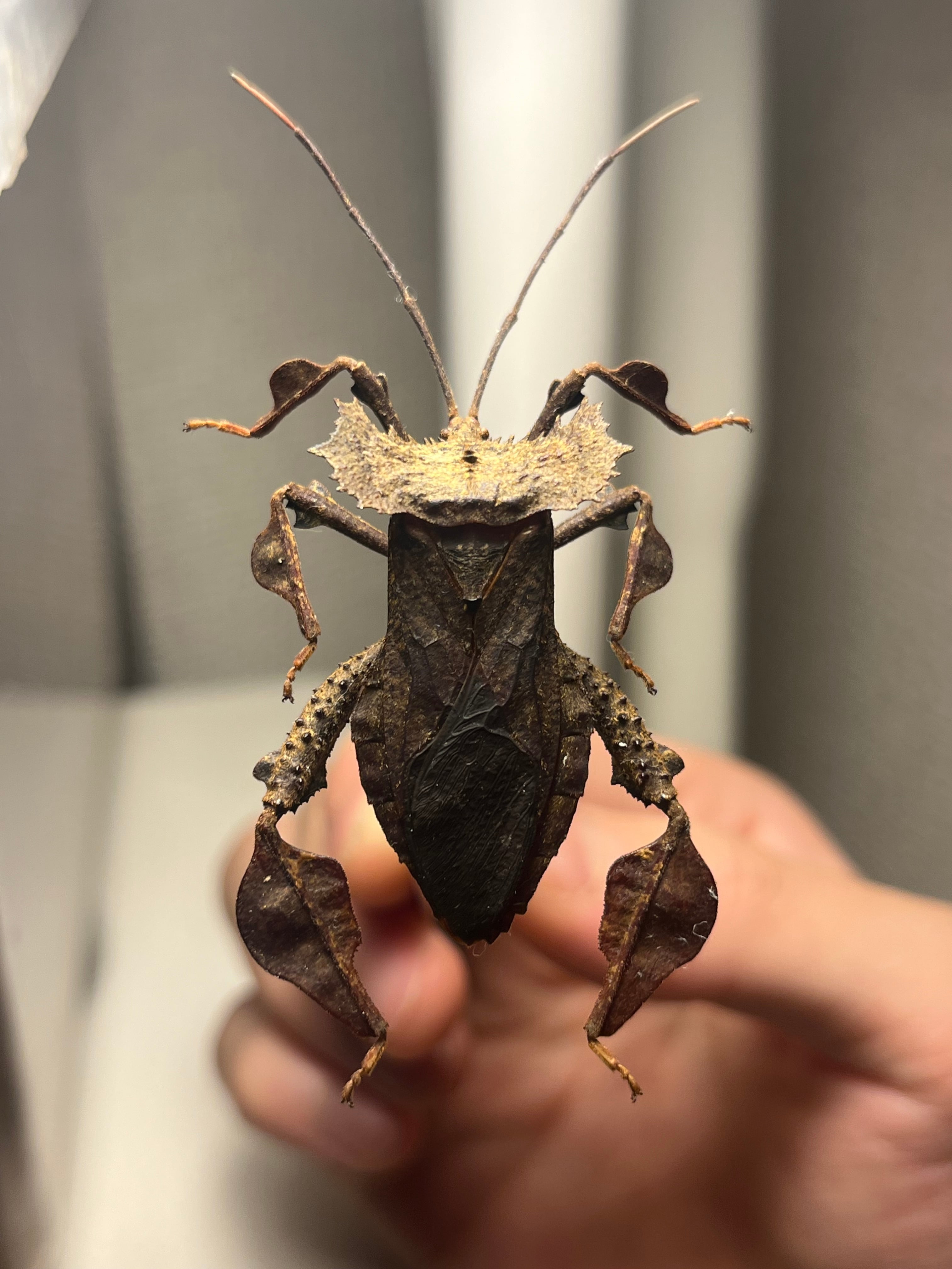 【極美展足】オウサマヘリカメムシ 36mm サシガメ甲虫昆虫標本 36mm】オウサマヘリカメムシサシガメ甲虫昆虫標本ハムシフンチュウ亀虫