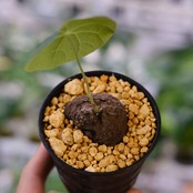 Stephania kaweesakii / ステファニア カウィーサキー⑧ / 観葉植物