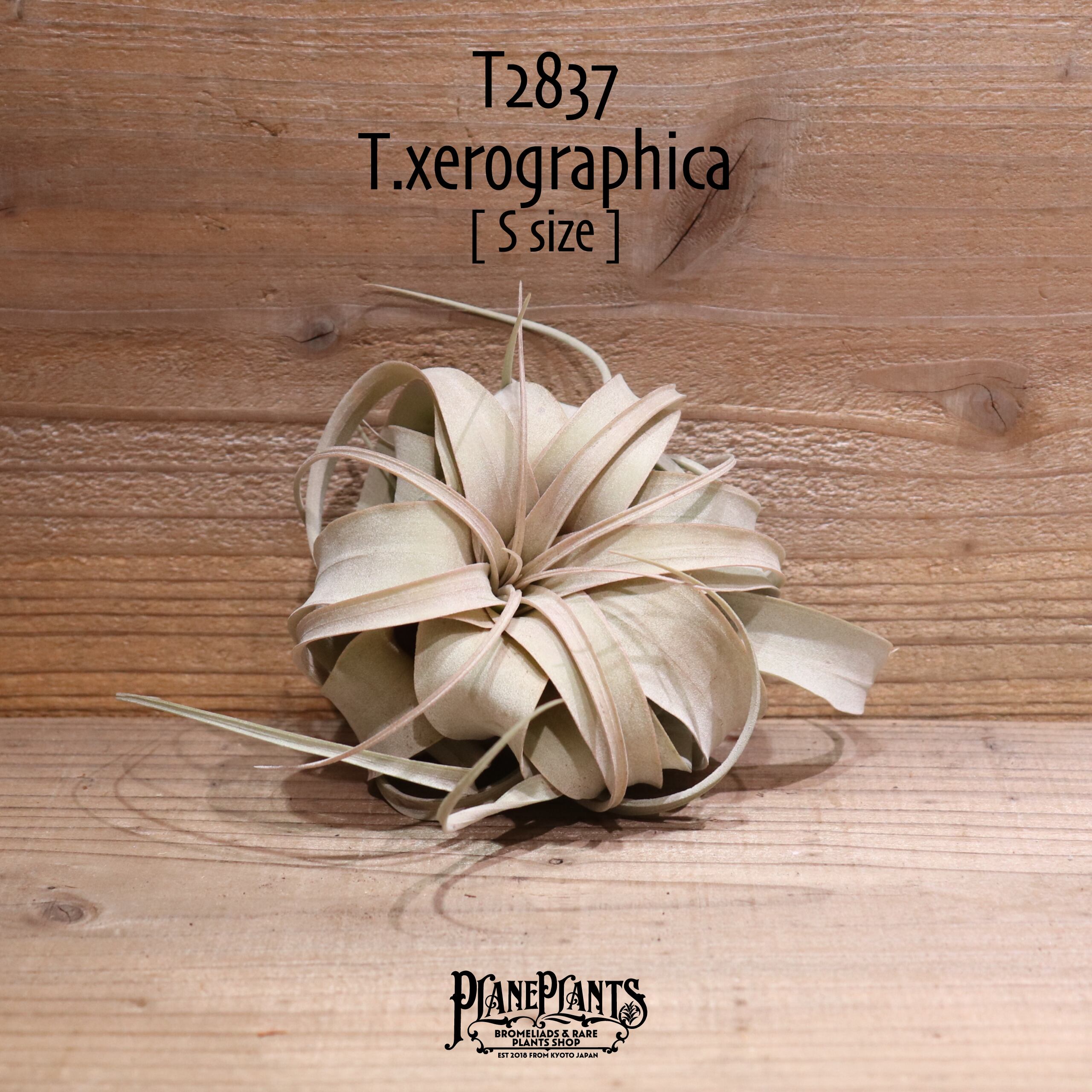 【送料無料】キセログラフィカ S〔エアプランツ〕現品発送T2837